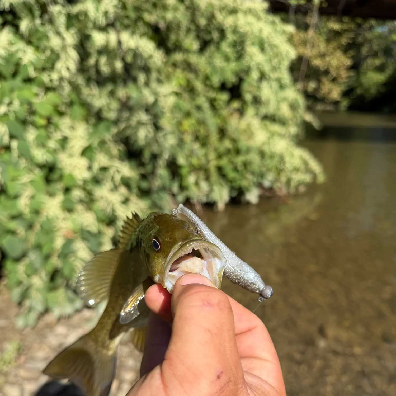Smallmouth bass caught on Fishbrain