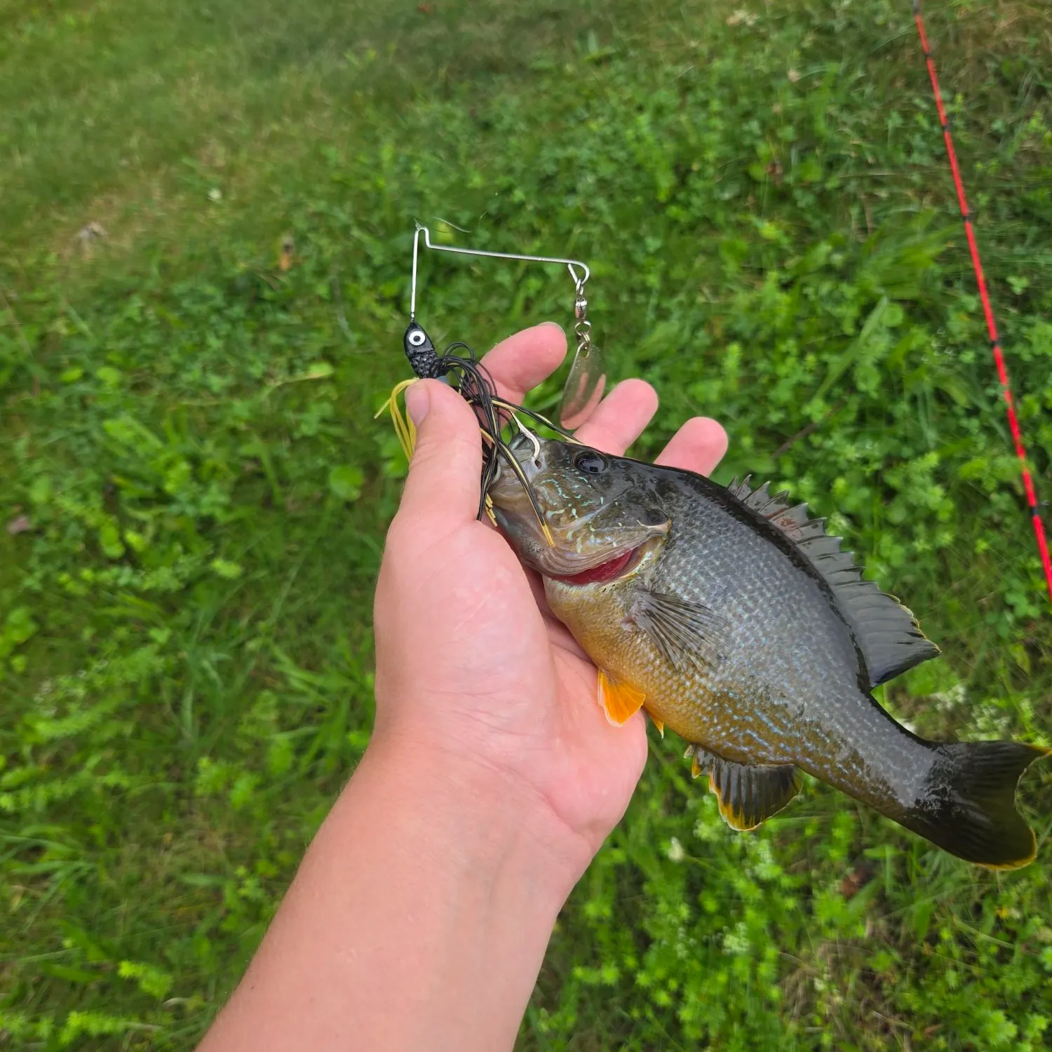Green sunfish caught on Fishbrain