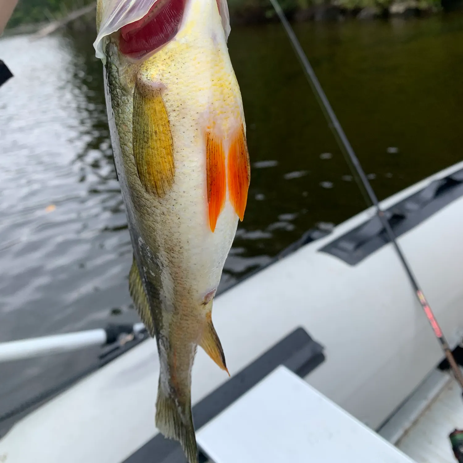 Yellow perch caught on Fishbrain