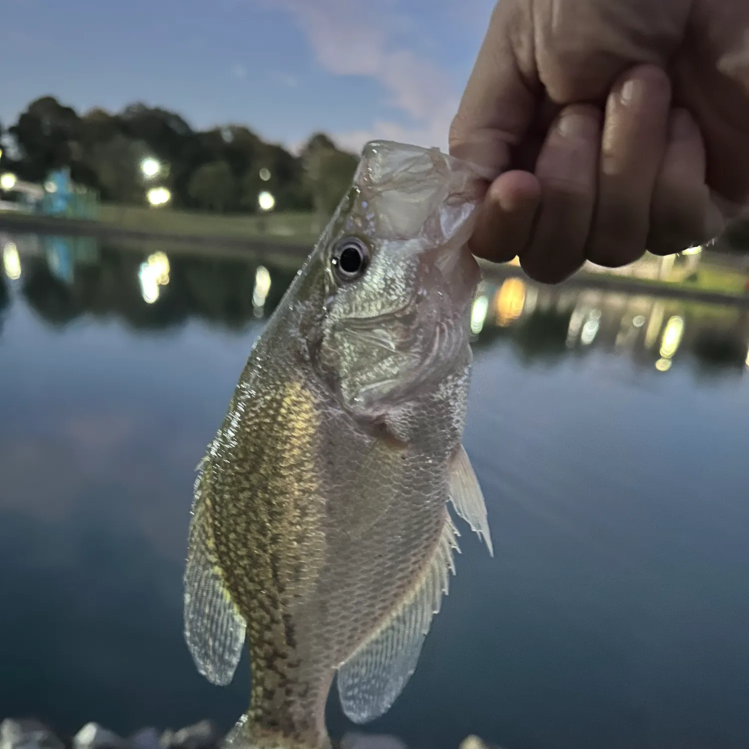 Black crappie caught on Fishbrain