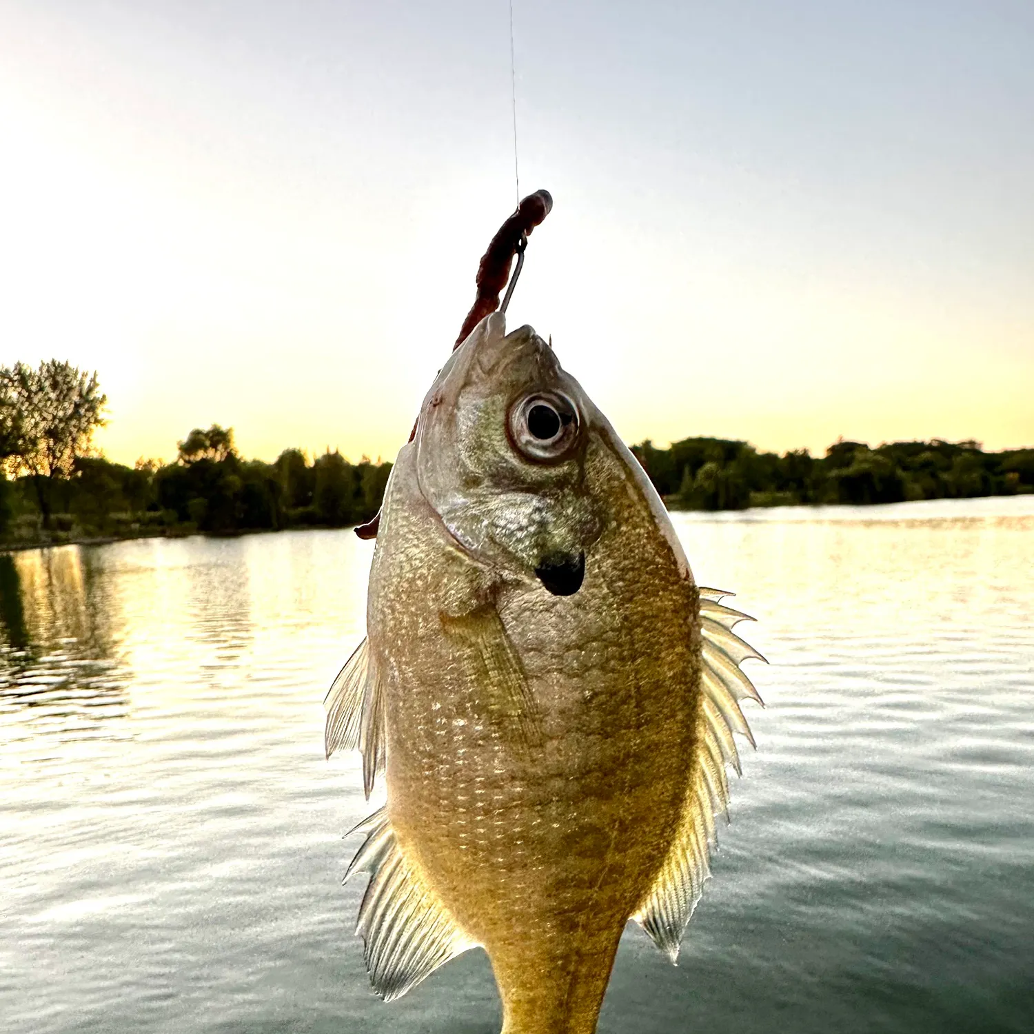 Bluegill caught on Fishbrain