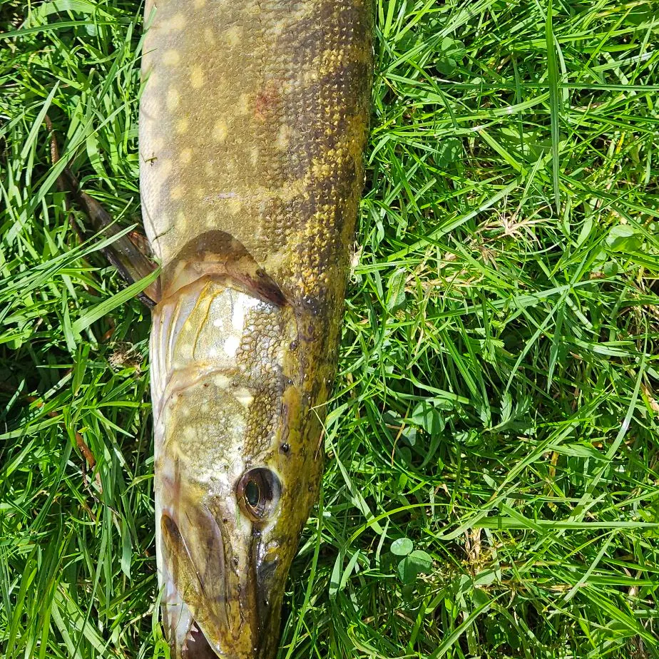 Northern pike caught on Fishbrain