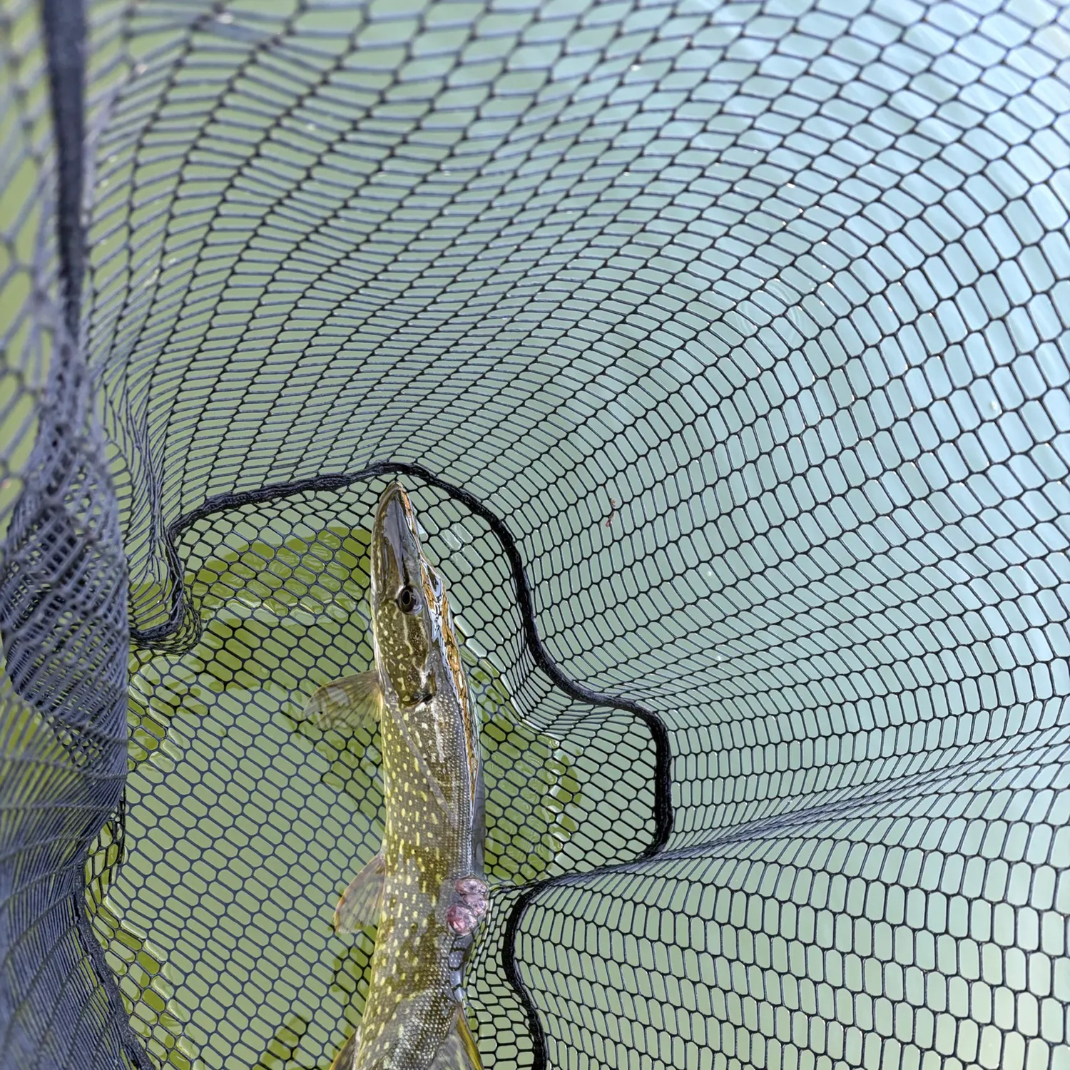 Northern pike caught on Fishbrain