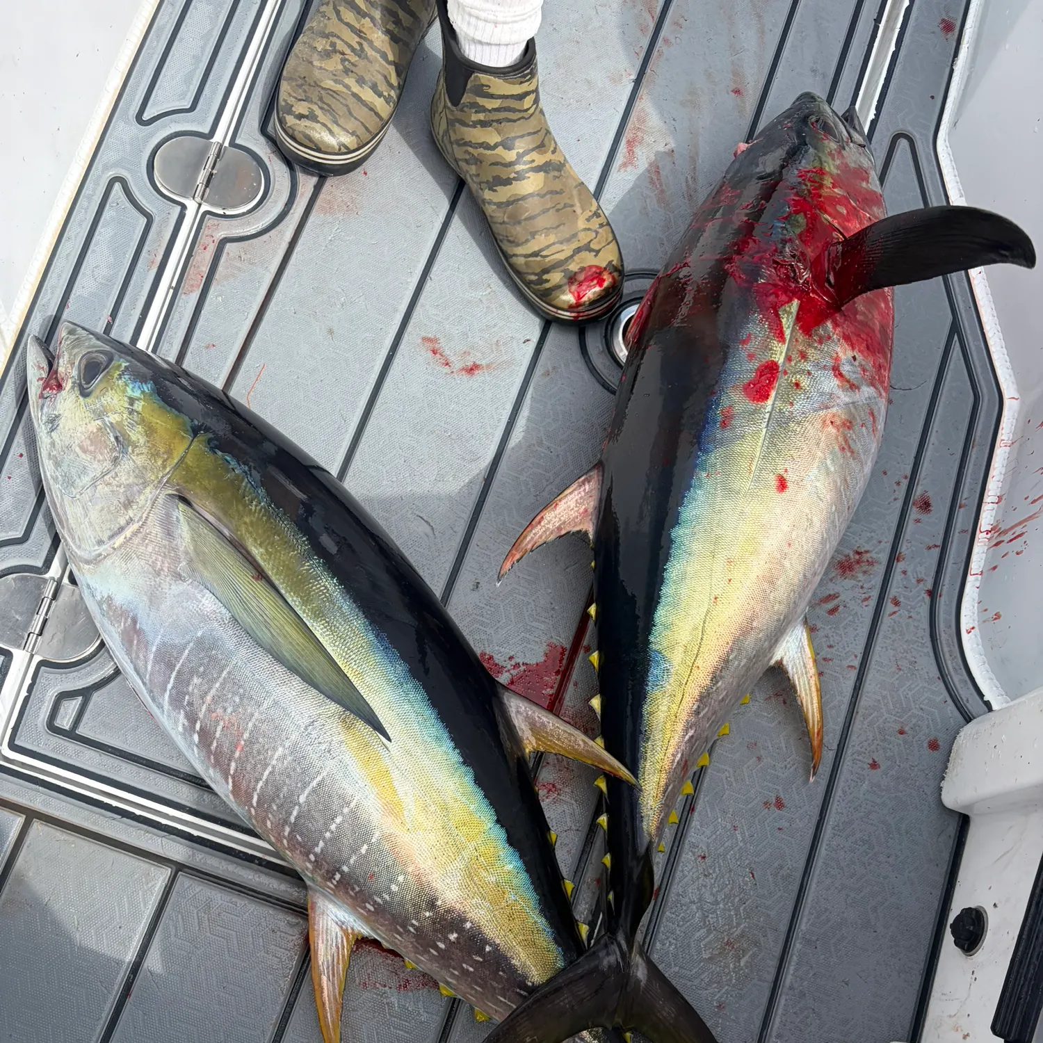The most recent Yellowfin tuna catches on Fishbrain