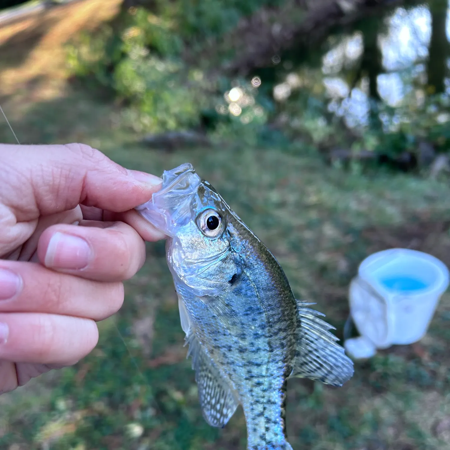 White crappie caught on Fishbrain