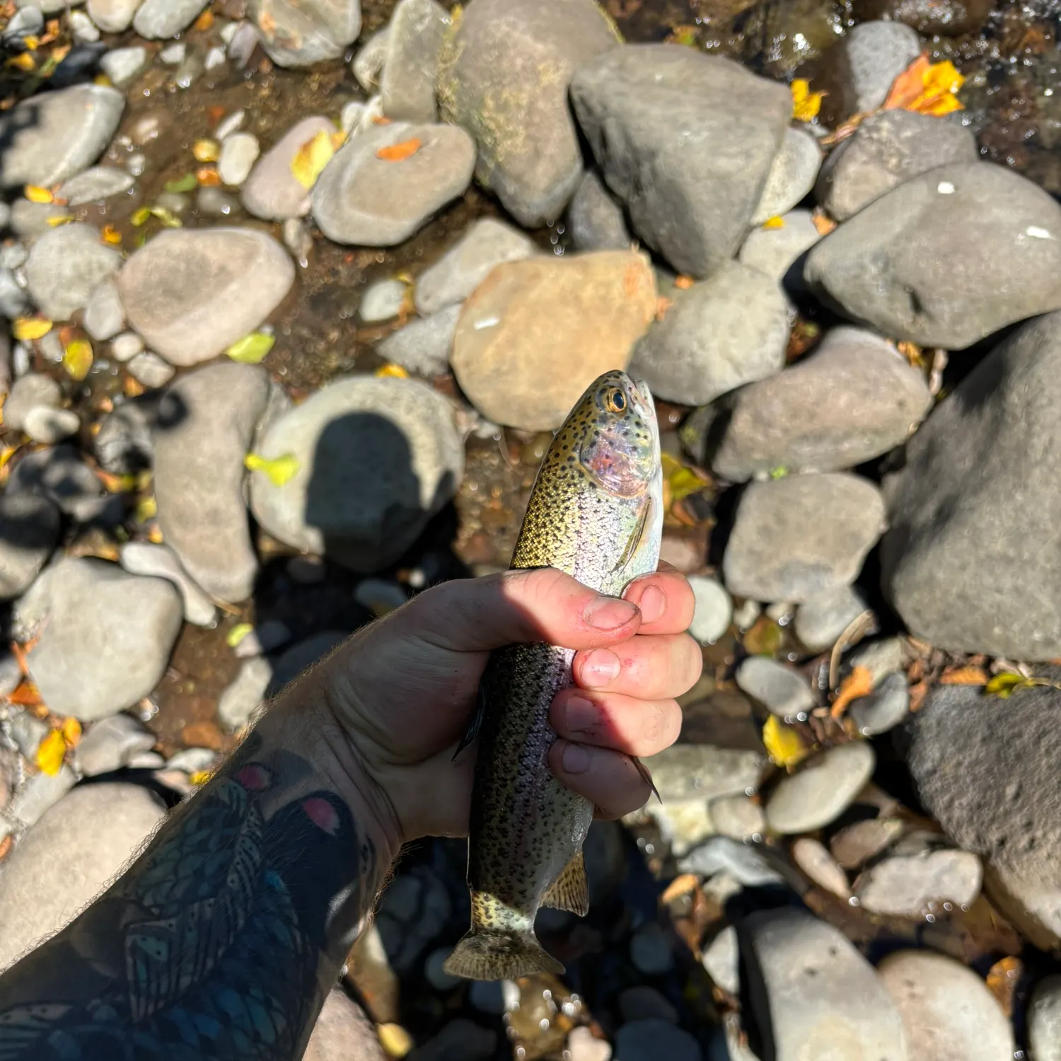 recently logged catches