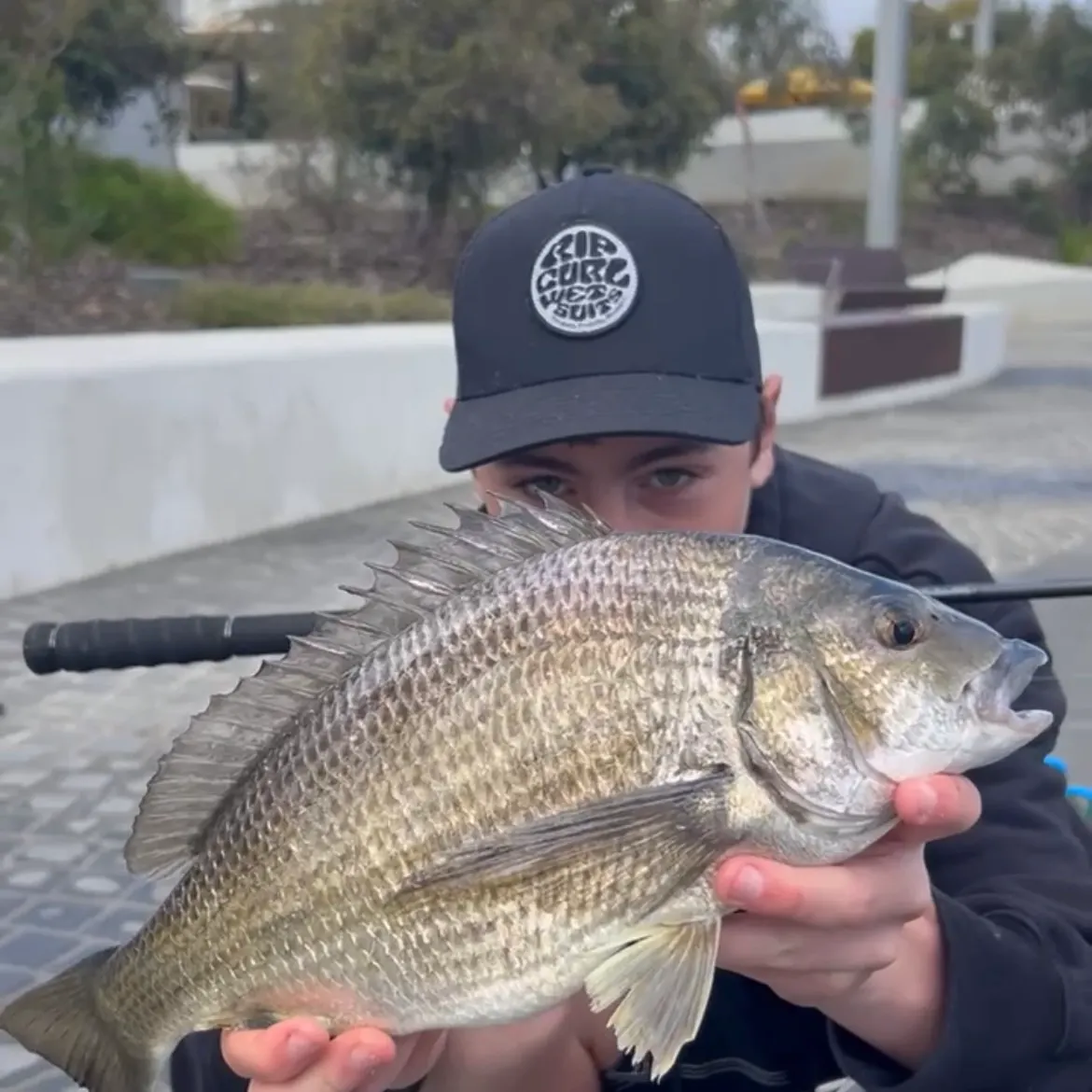 Southern black bream caught on Fishbrain