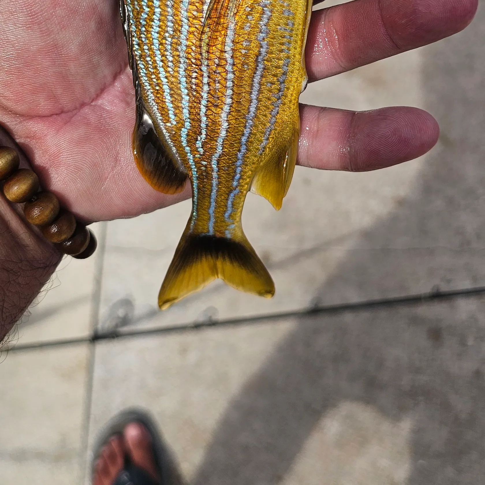 The most recent Bluestriped grunt catches on Fishbrain