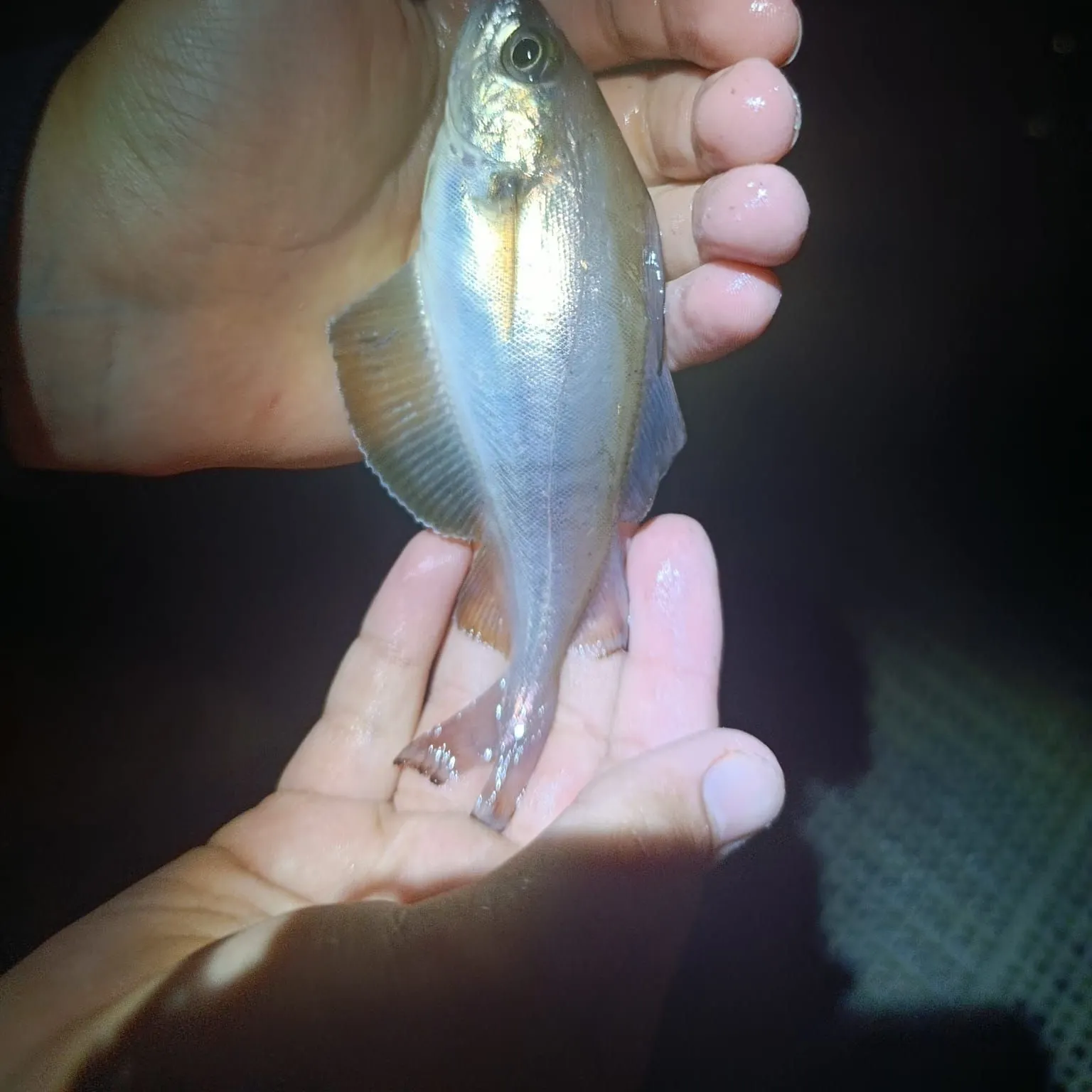 Pouting caught on Fishbrain