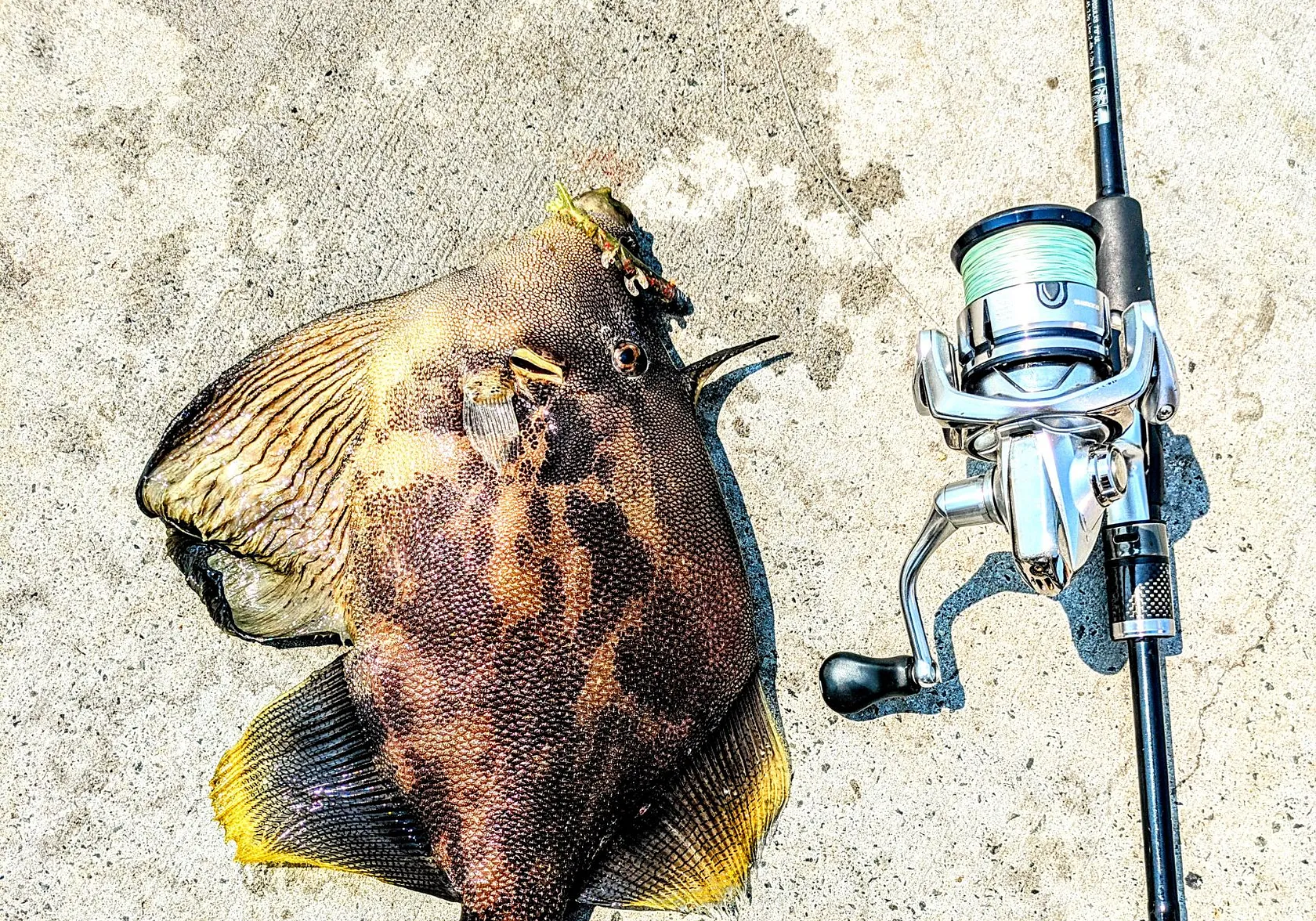 Fan-bellied leatherjacket