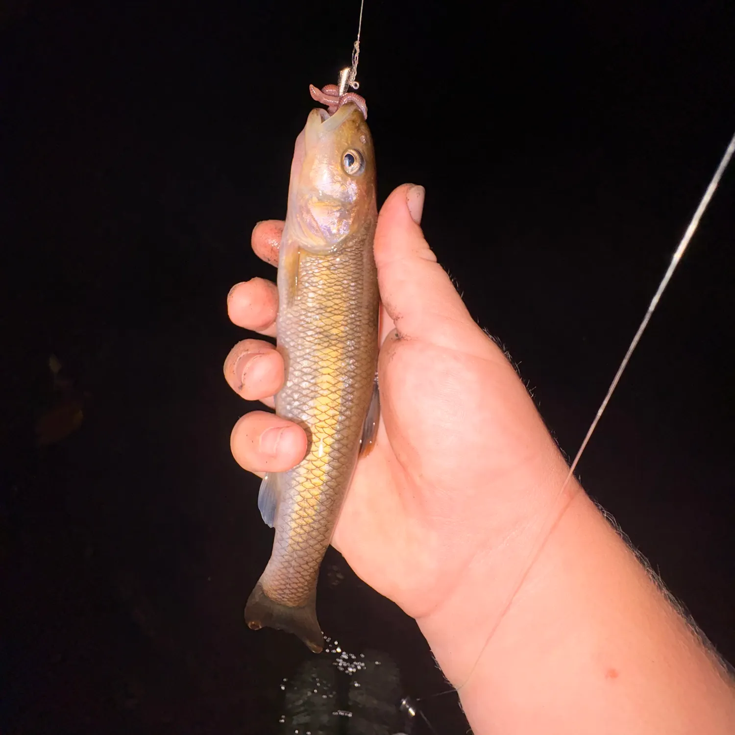 Creek chub caught on Fishbrain