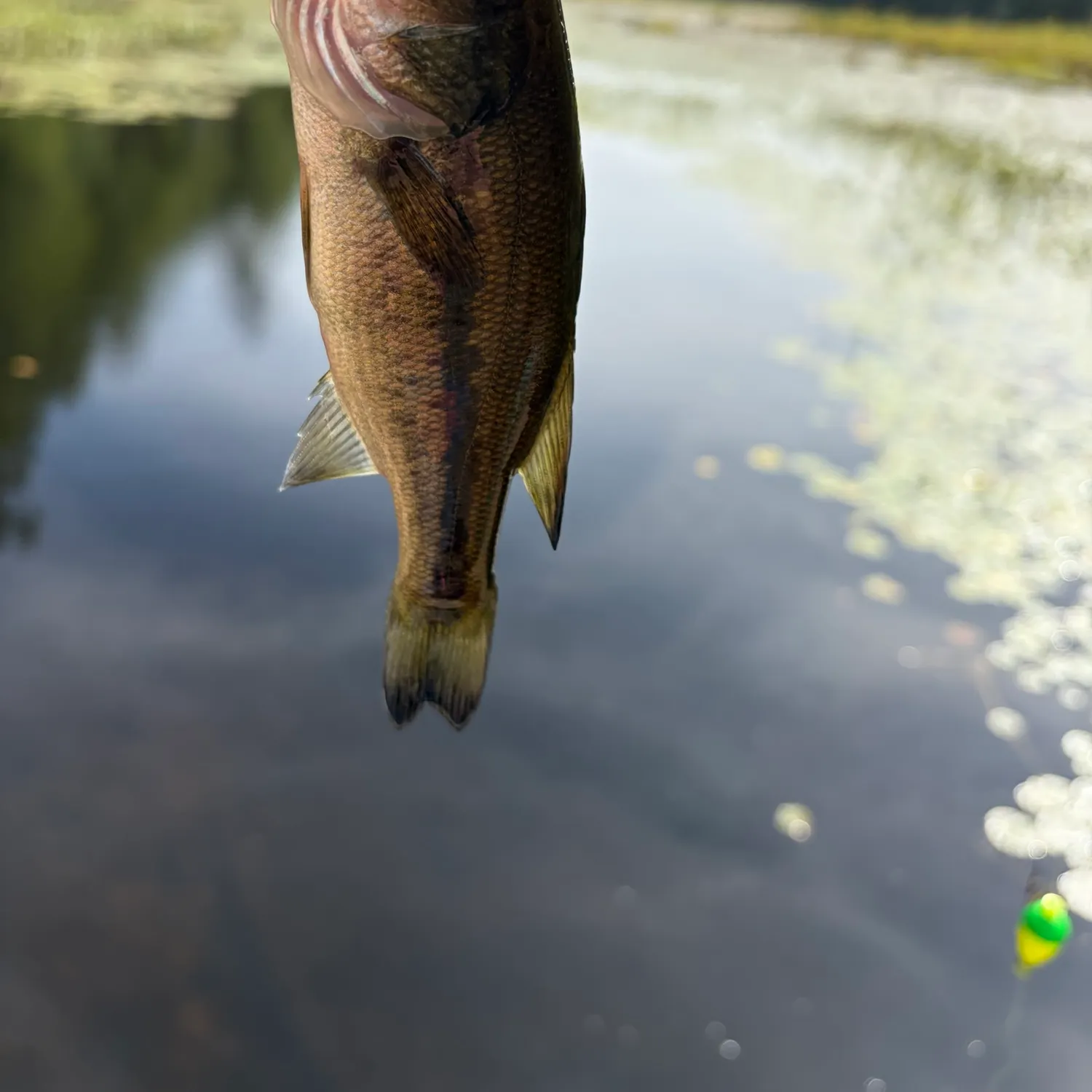 Smallmouth bass caught on Fishbrain
