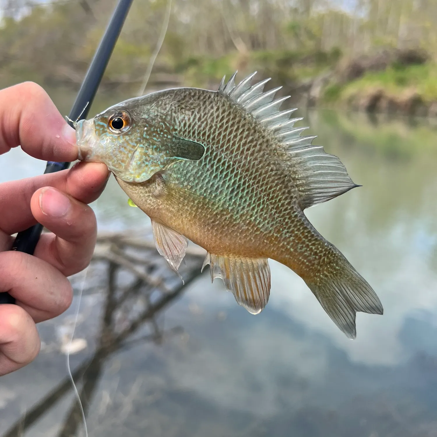 The most recent Redbreast sunfish catches on Fishbrain