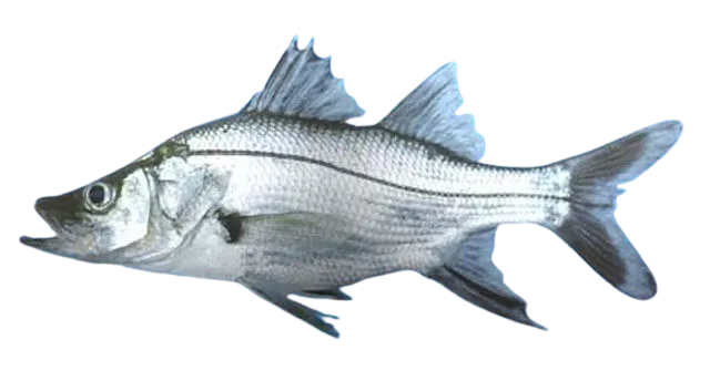 Armed snook
