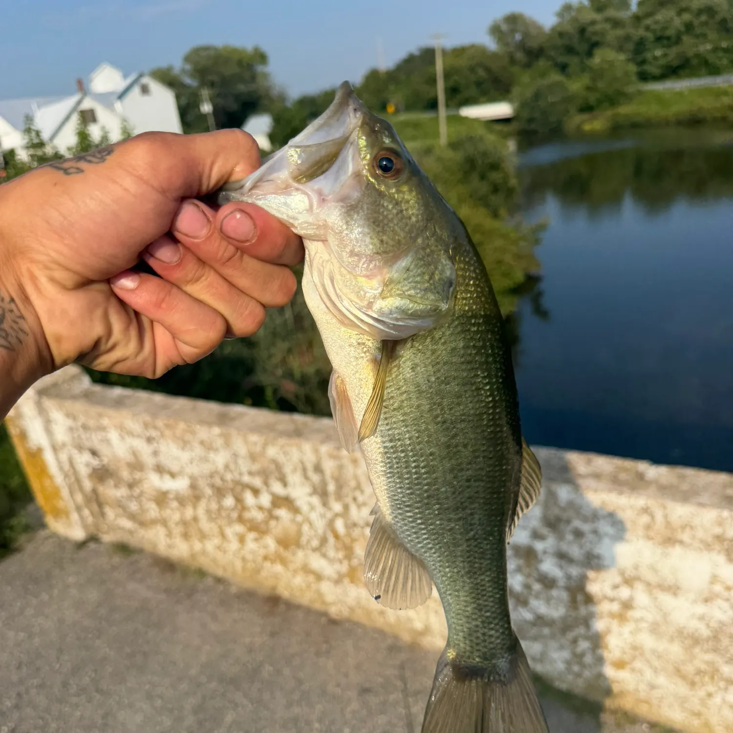 Fish caught on Fishbrain