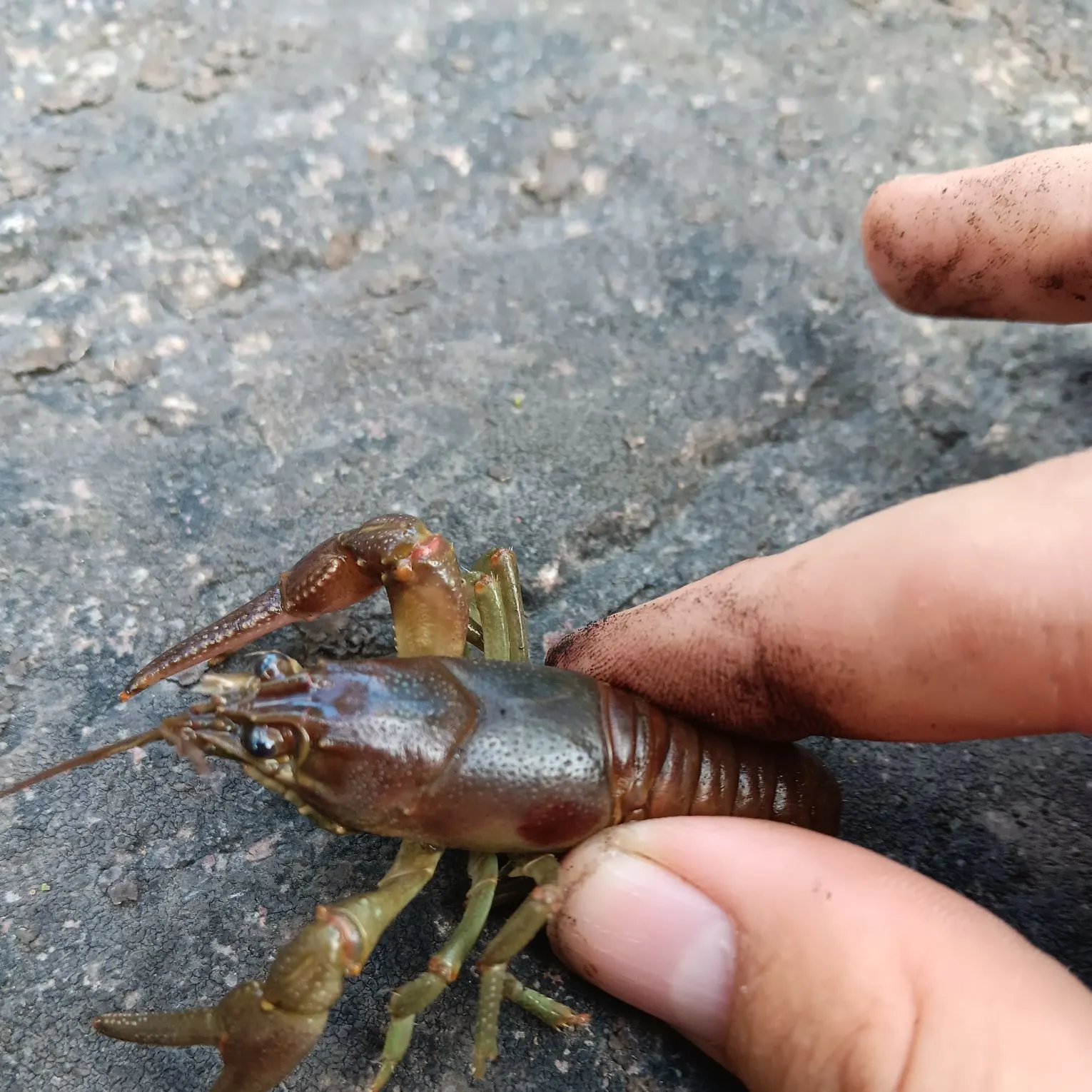 Rusty crayfish caught on Fishbrain