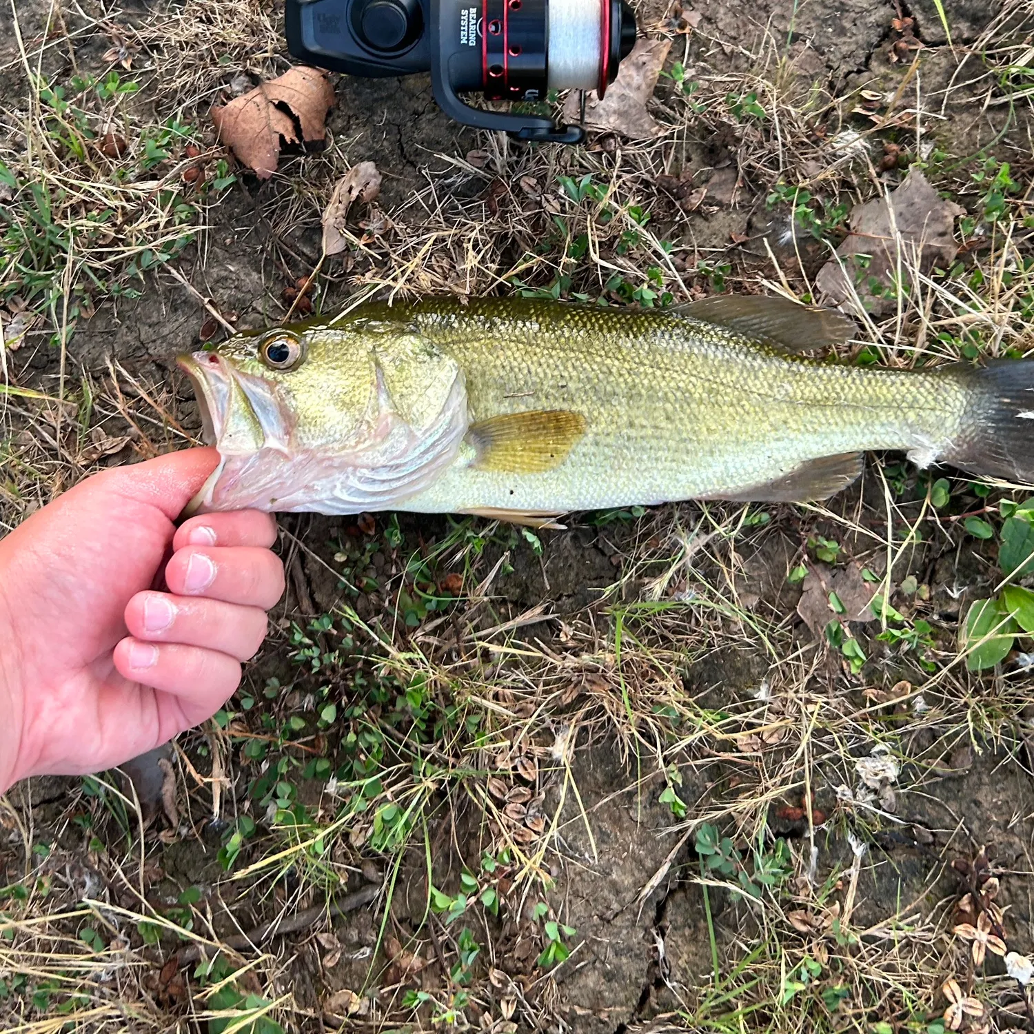 angler catch
