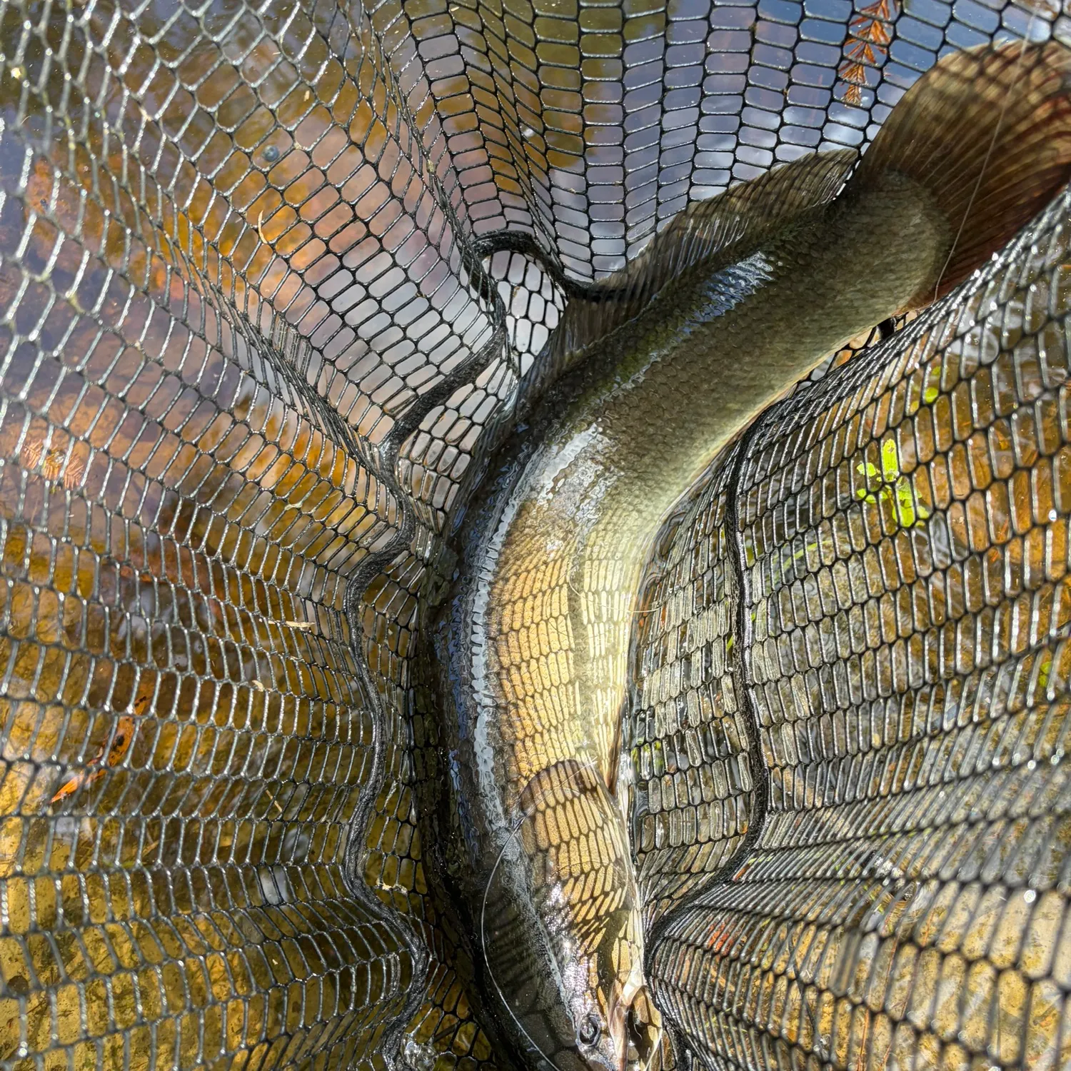Ruddy bowfin caught on Fishbrain