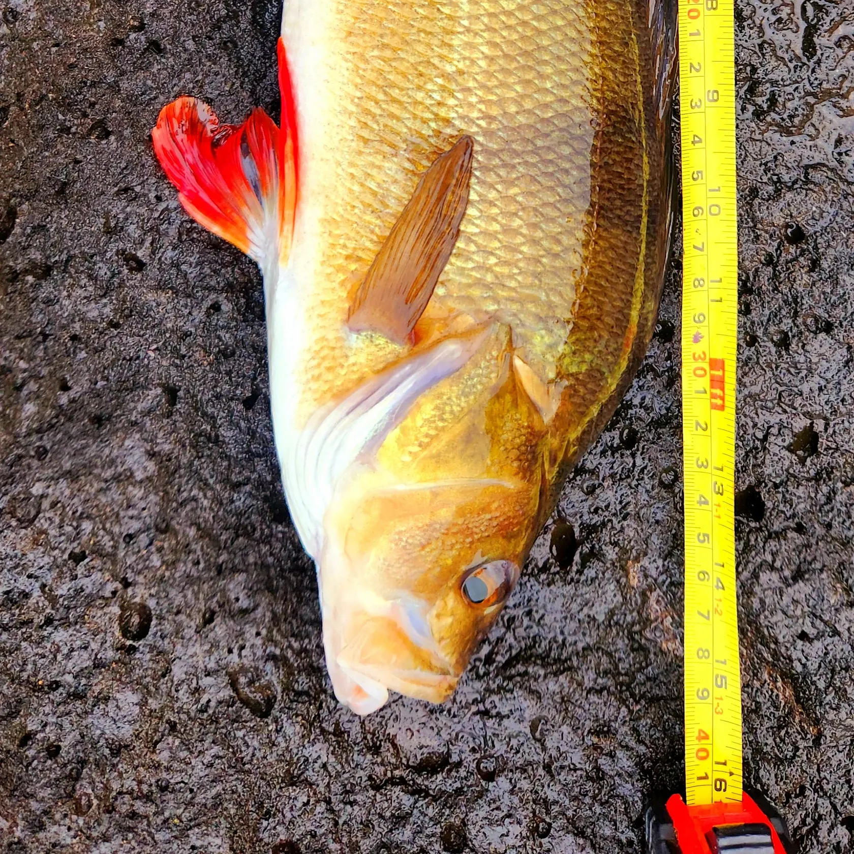 The most recent European perch catches on Fishbrain