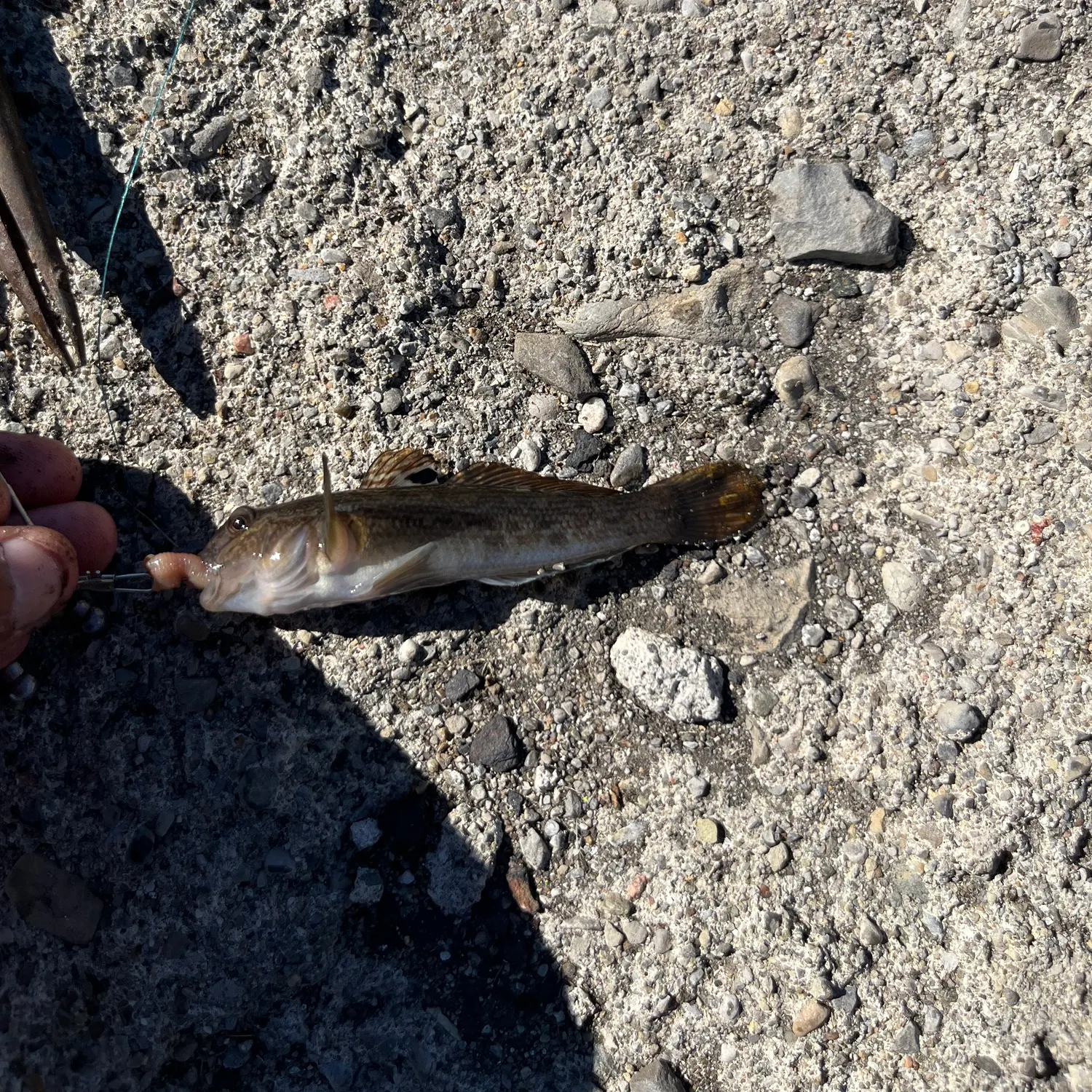 Round goby caught on Fishbrain