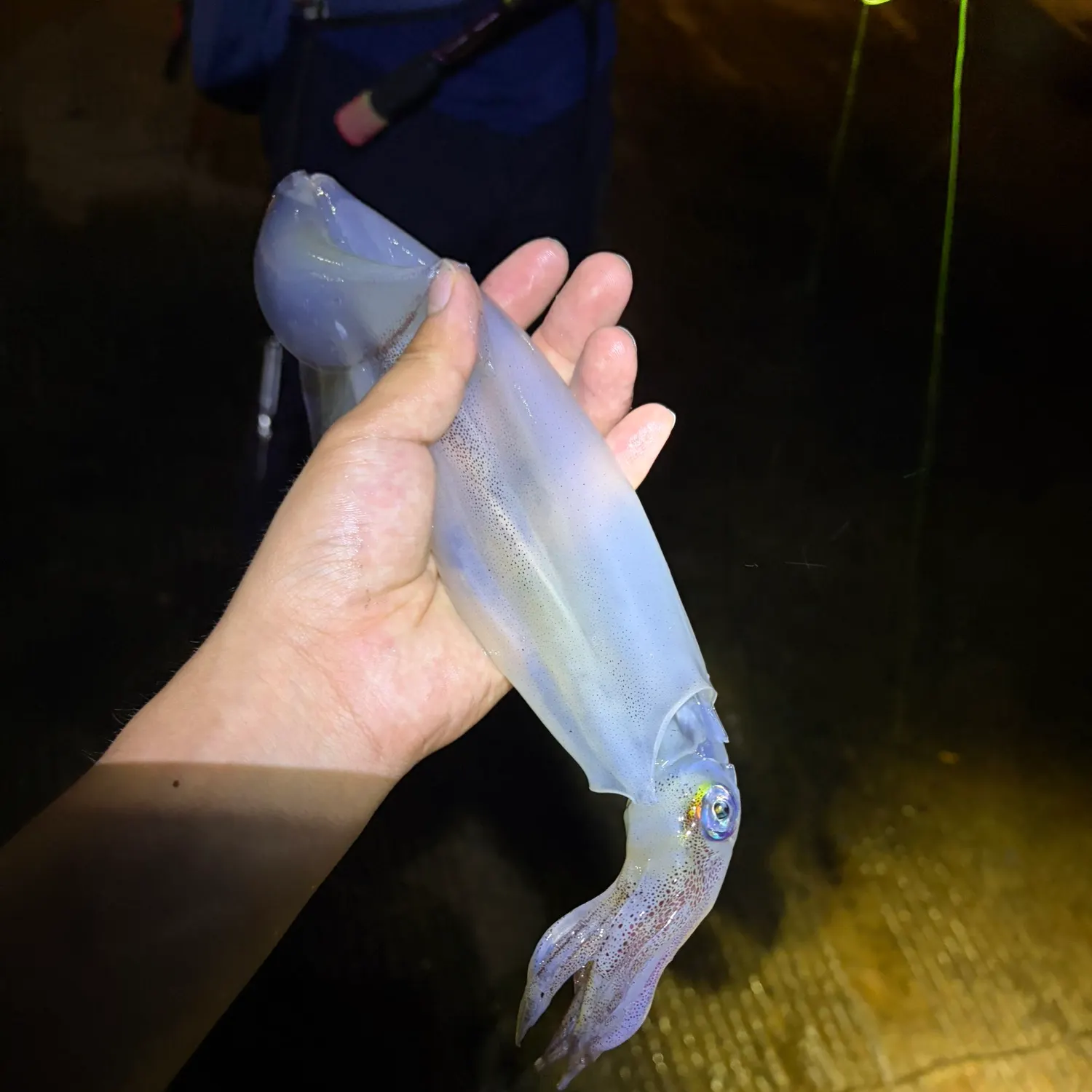The most recent Southern calamari catches on Fishbrain