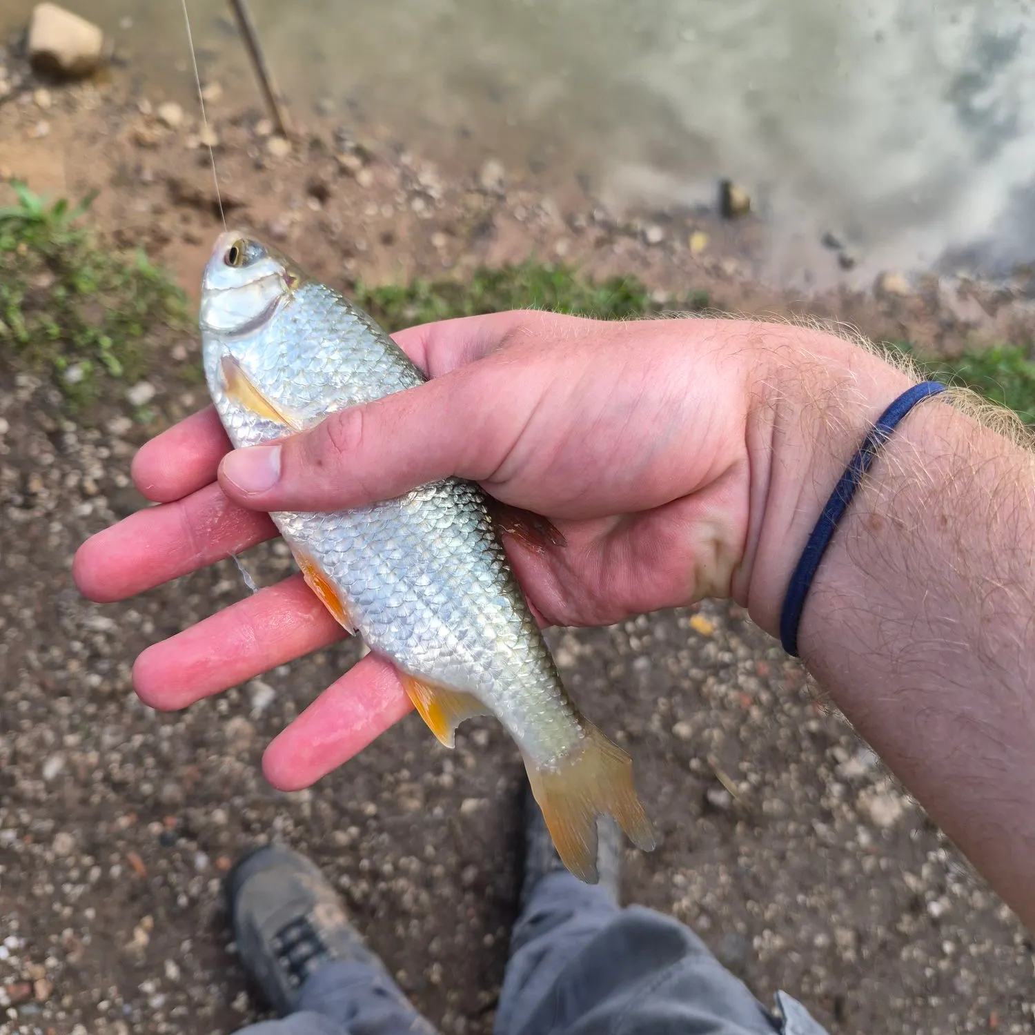 Common roach caught on Fishbrain