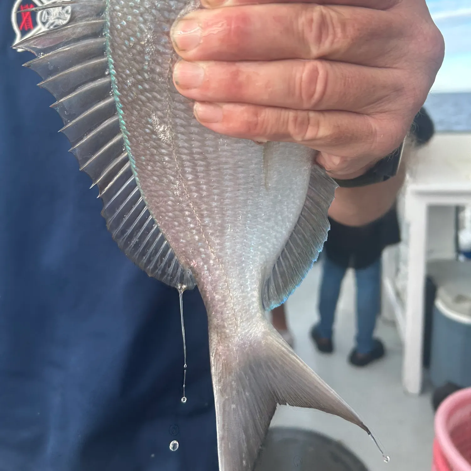 The most recent Scup catches on Fishbrain