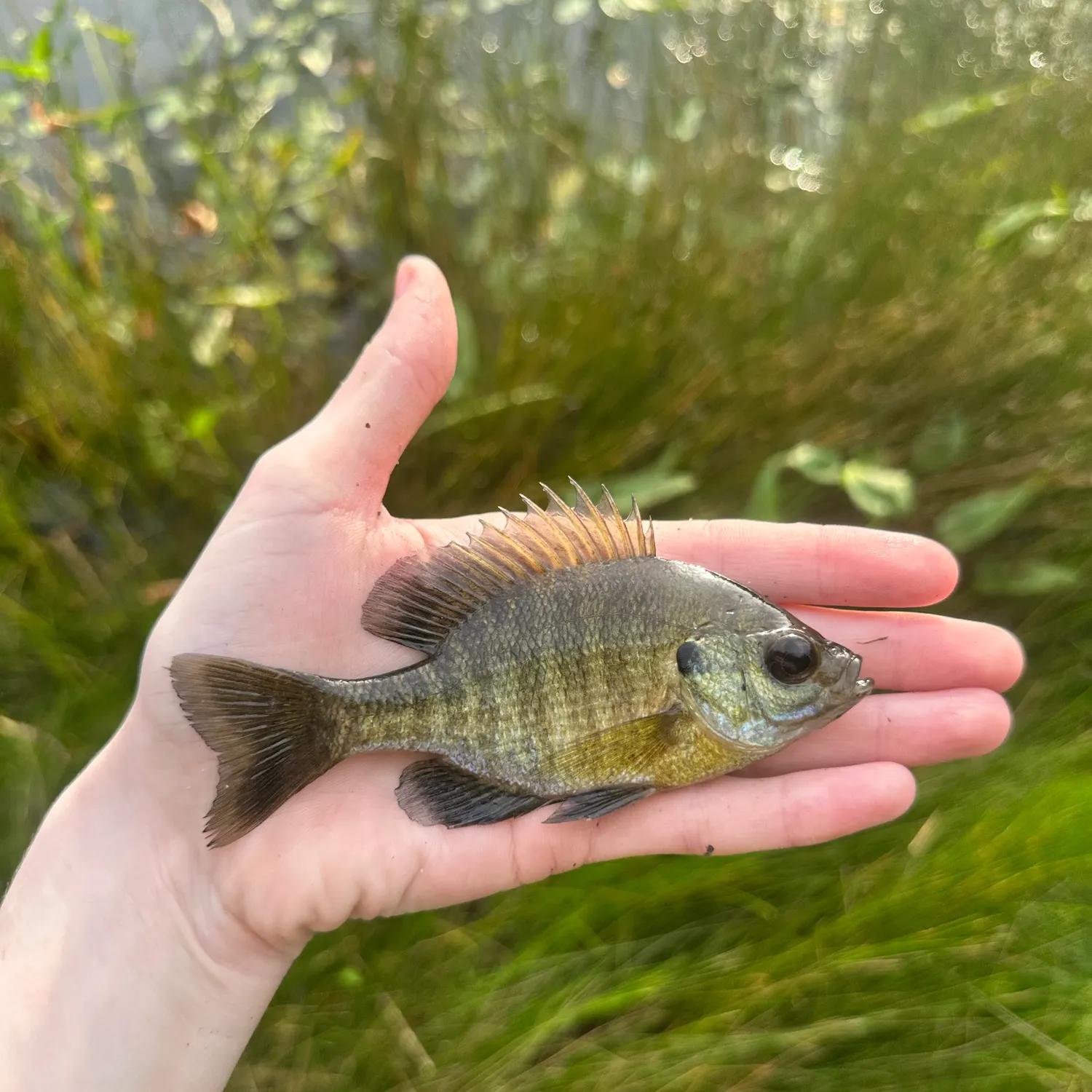 Bluegill caught on Fishbrain