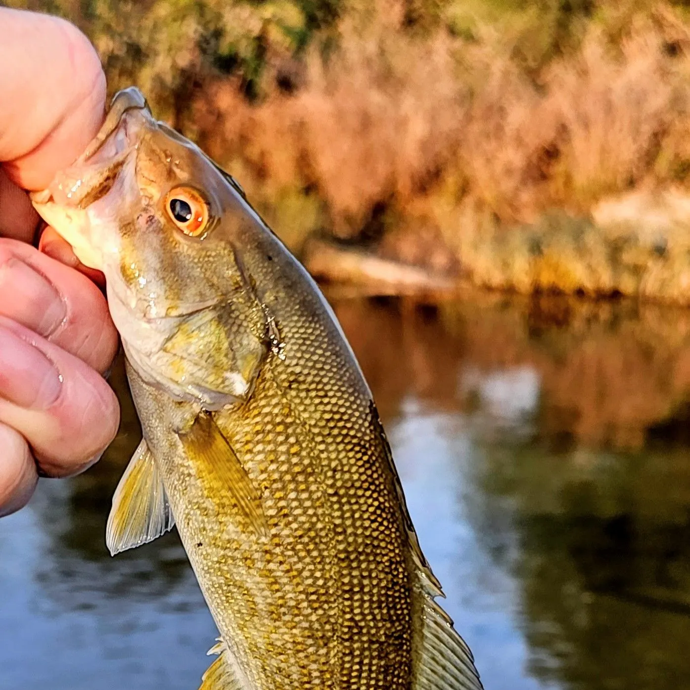 Smallmouth bass caught on Fishbrain