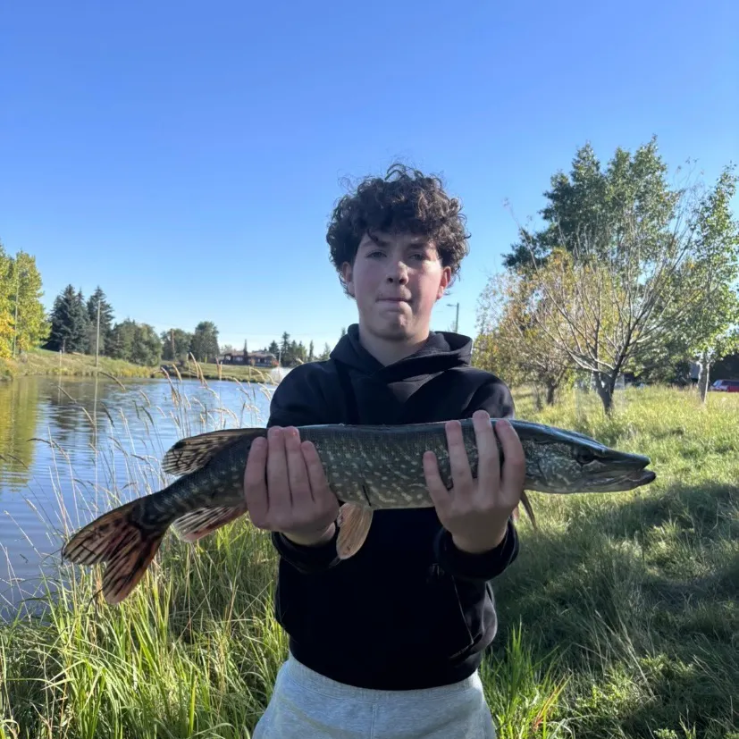 Northern pike caught on Fishbrain