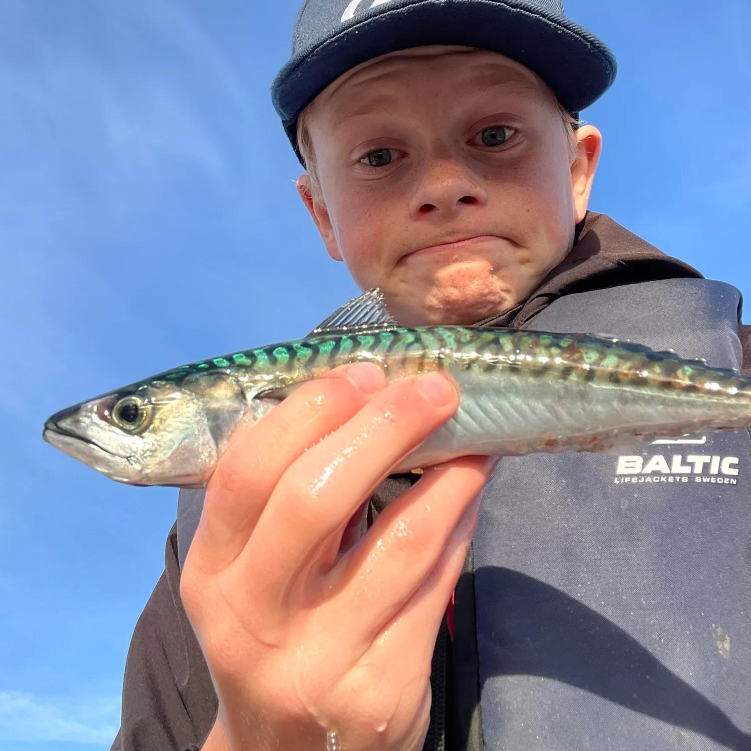 The most recent Atlantic mackerel catches on Fishbrain