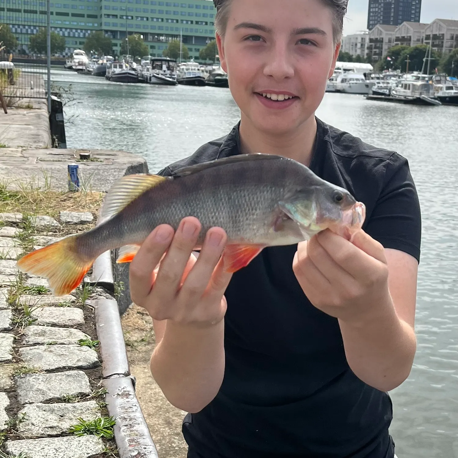European perch caught on Fishbrain