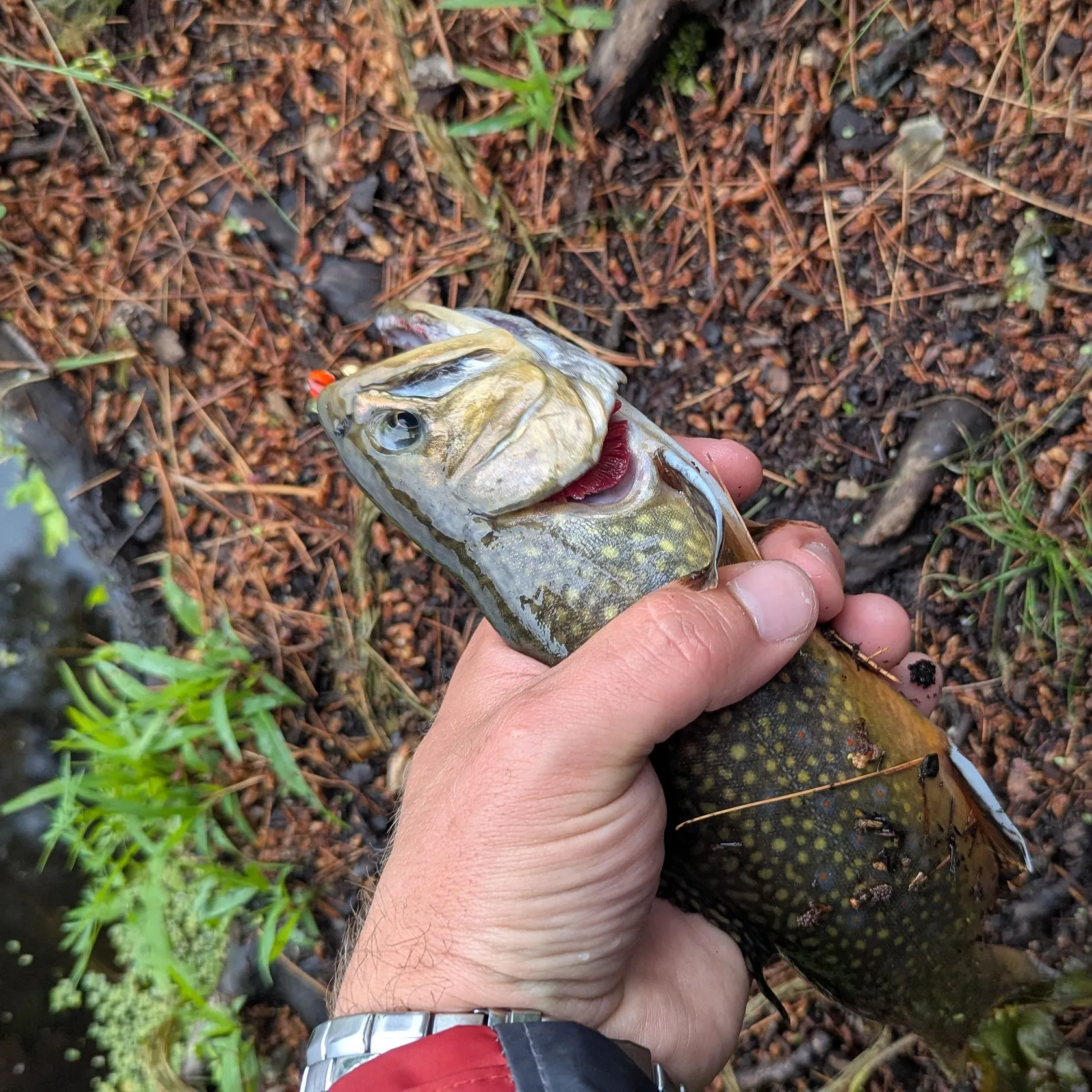 catch