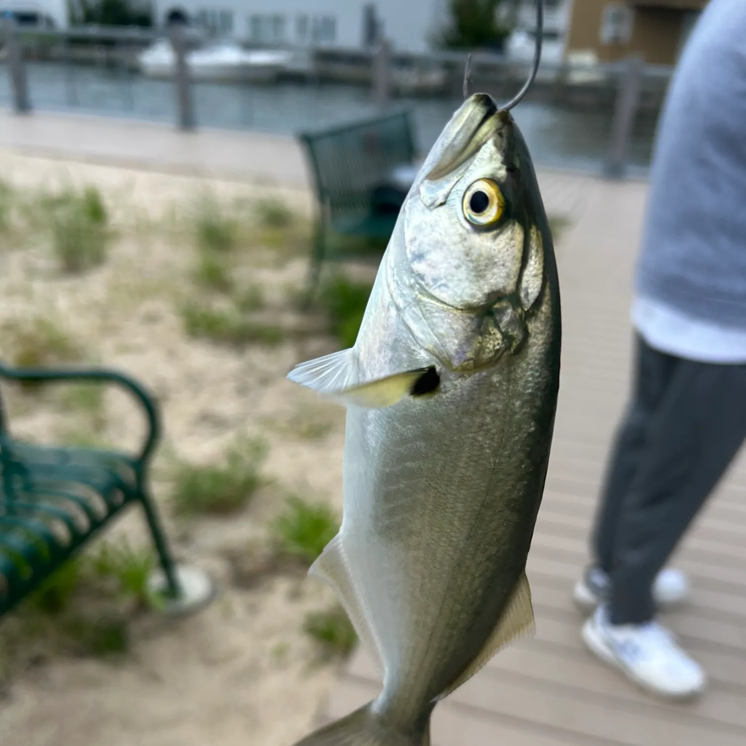 The most recent Bluefish catches on Fishbrain
