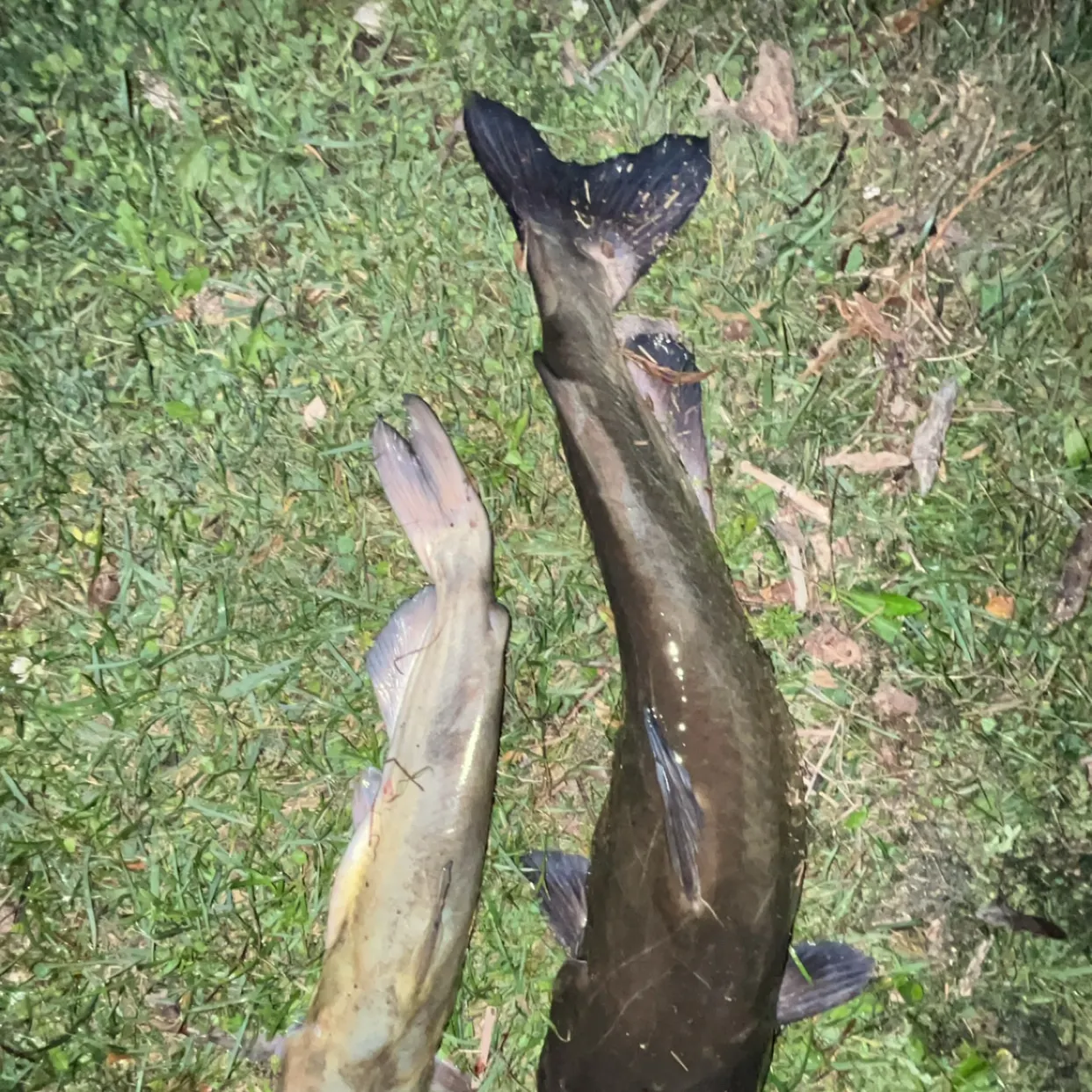 Channel catfish caught on Fishbrain