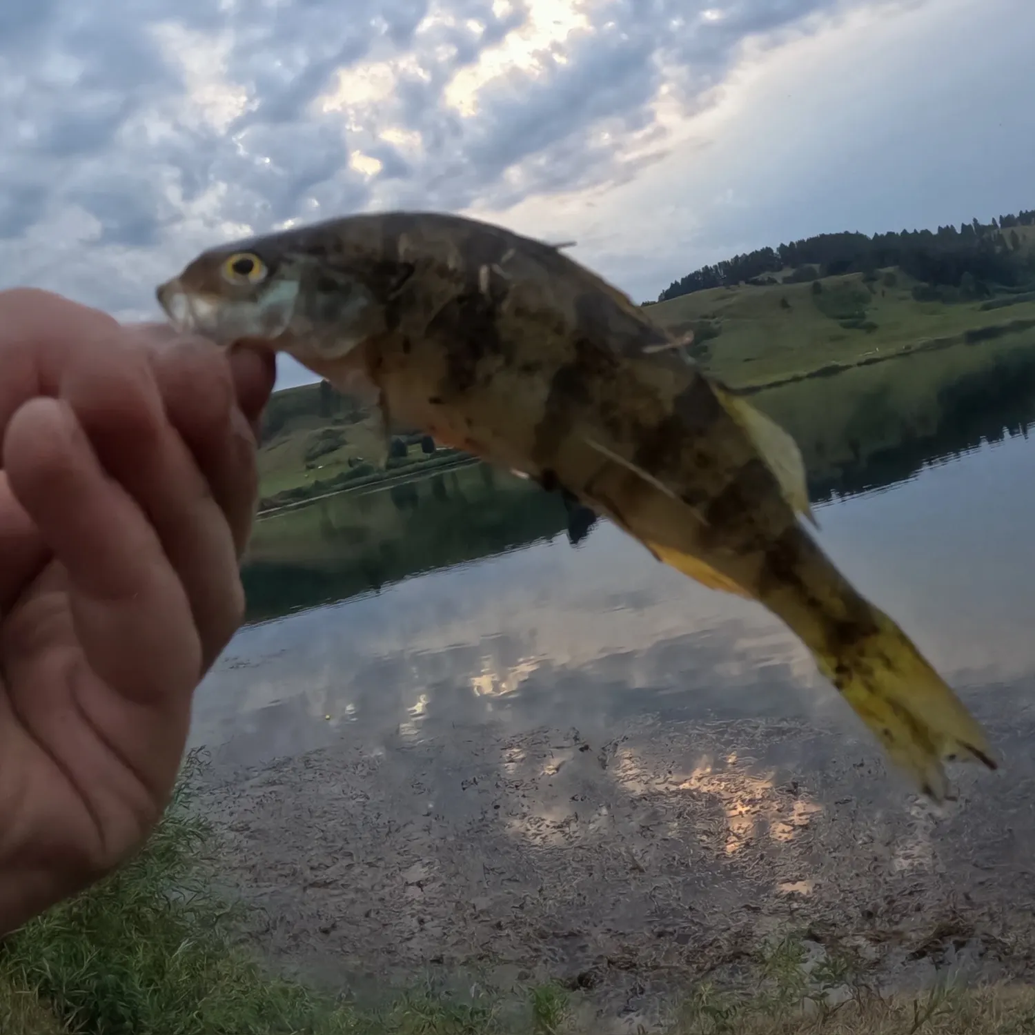 Yellow perch caught on Fishbrain