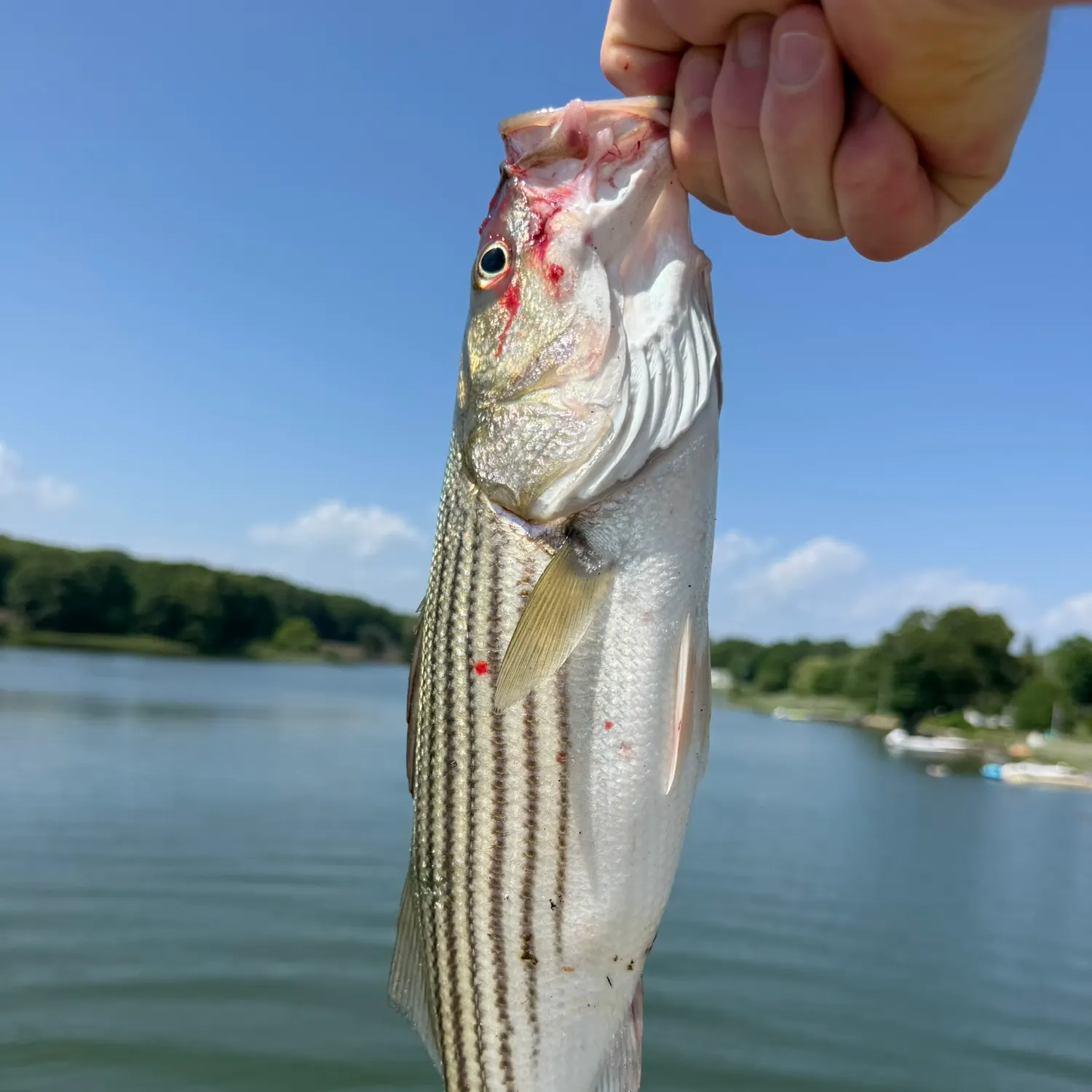 Striped bass caught on Fishbrain
