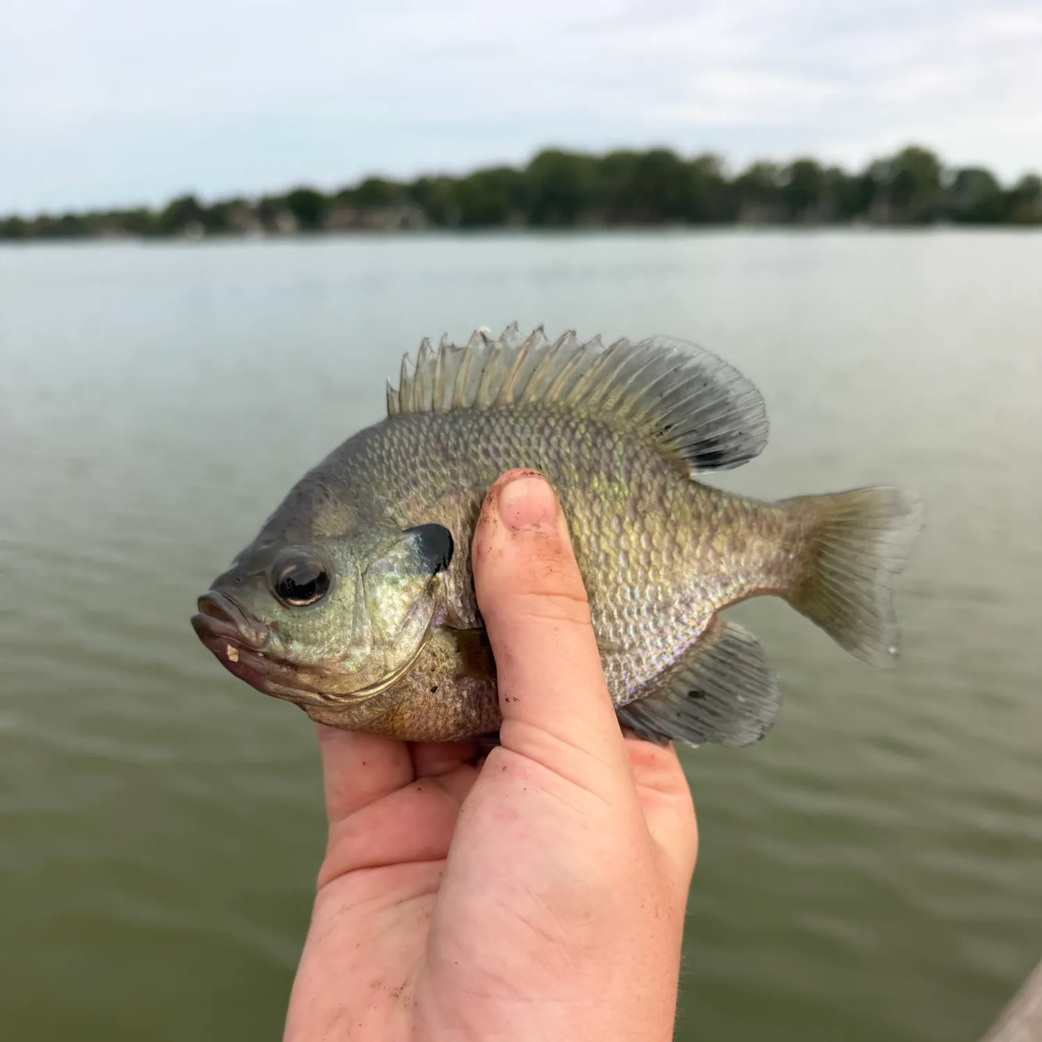 Bluegill caught on Fishbrain