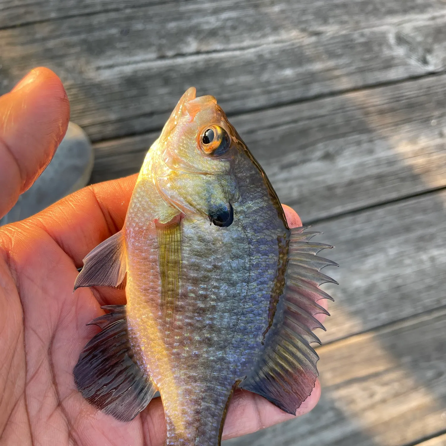 Bluegill caught on Fishbrain