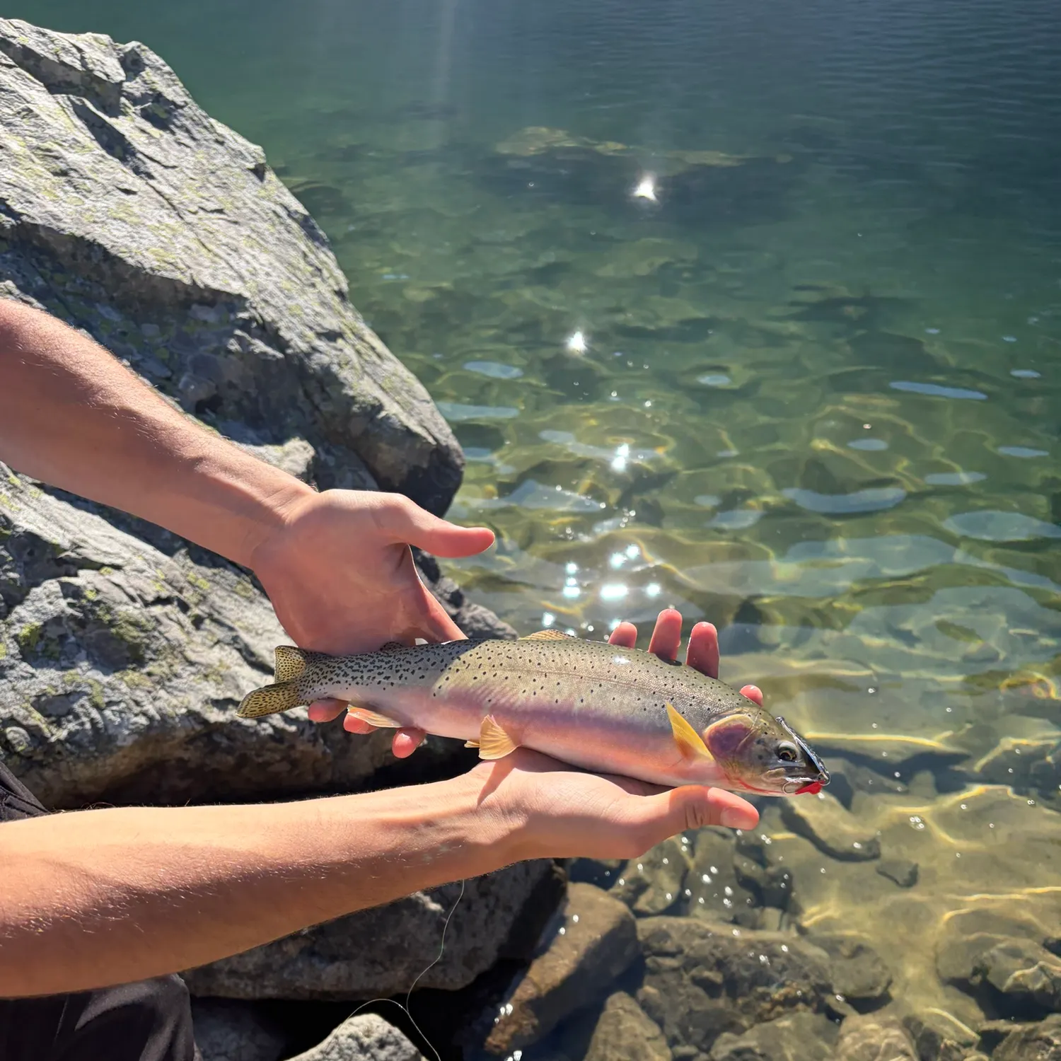 Cutthroat trout caught on Fishbrain