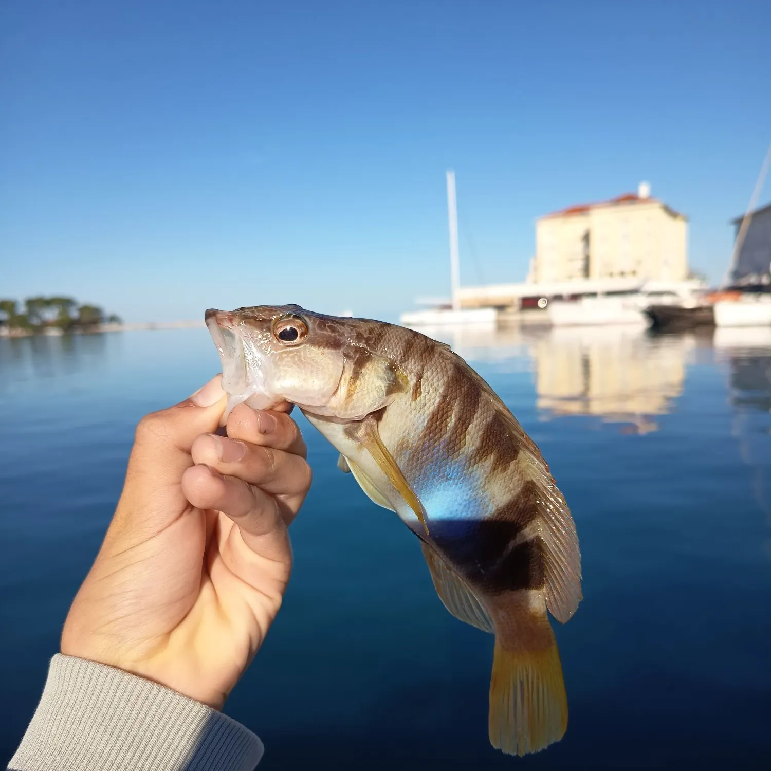 Painted comber caught on Fishbrain