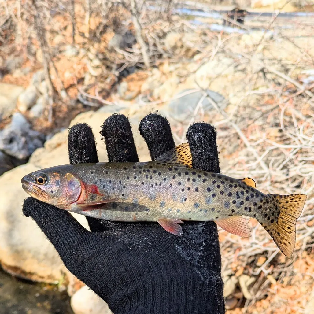 The most recent Bonneville cutthroat trout catches on Fishbrain