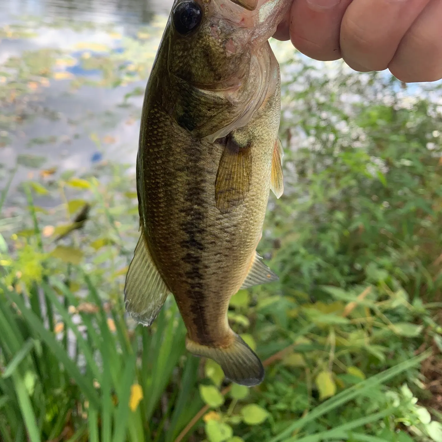 Largemouth bass caught on Fishbrain