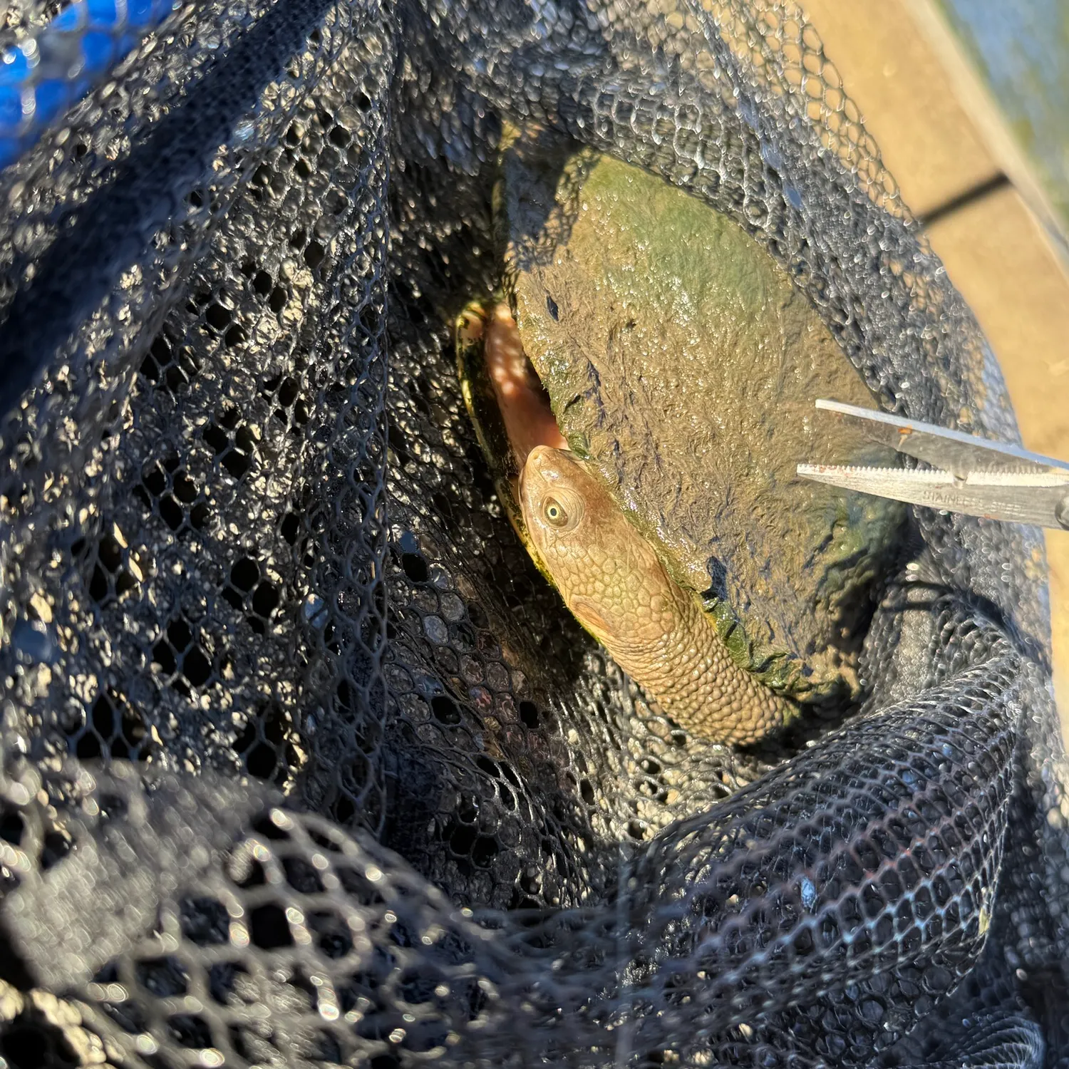 Fish caught on Fishbrain