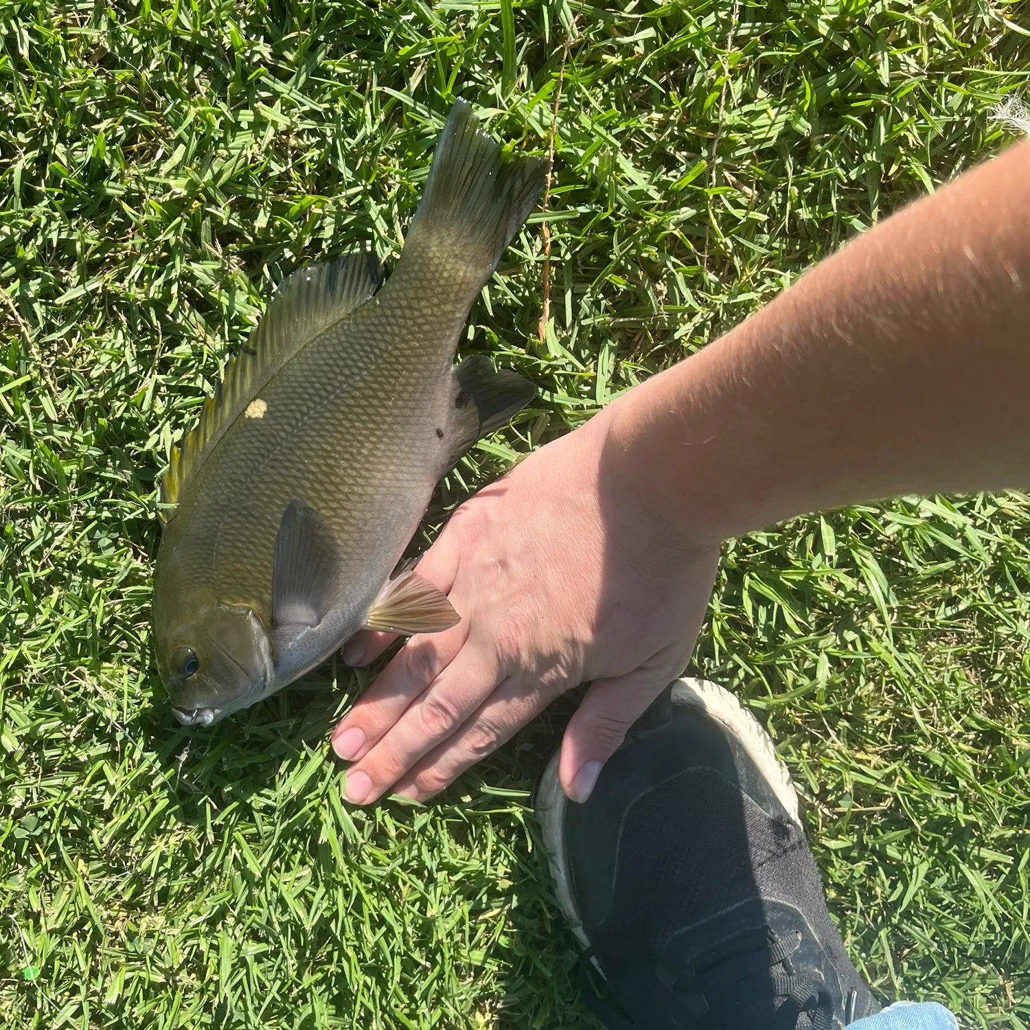 The most recent Opaleye catches on Fishbrain