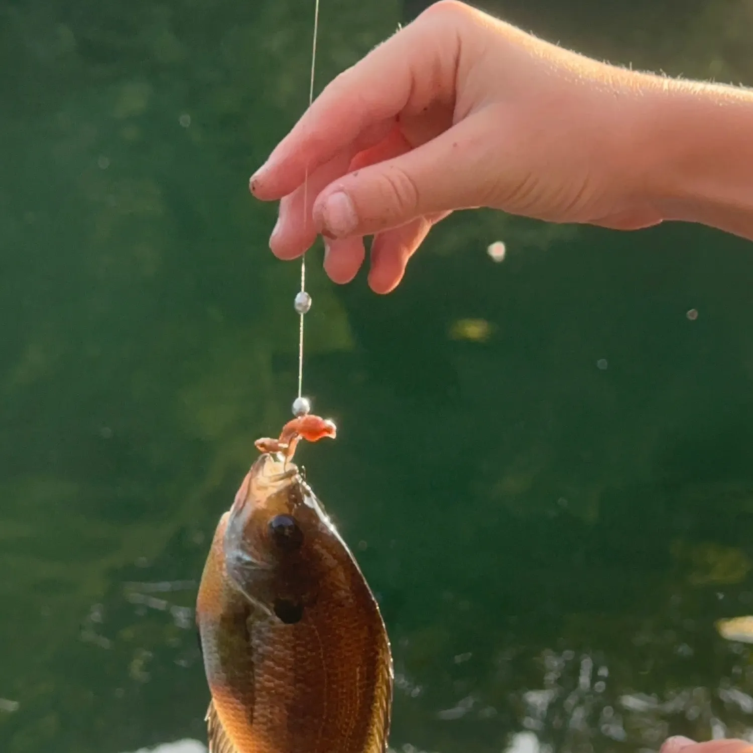 Bluegill caught on Fishbrain