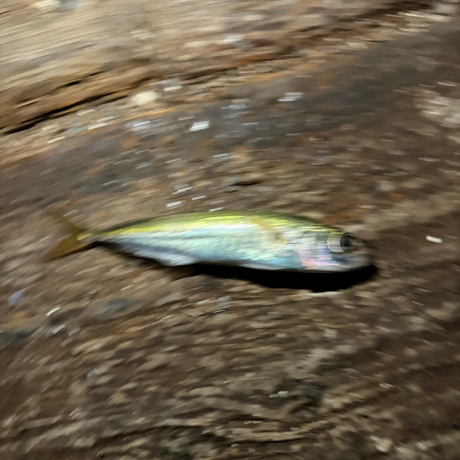 Pacific jack mackerel caught on Fishbrain