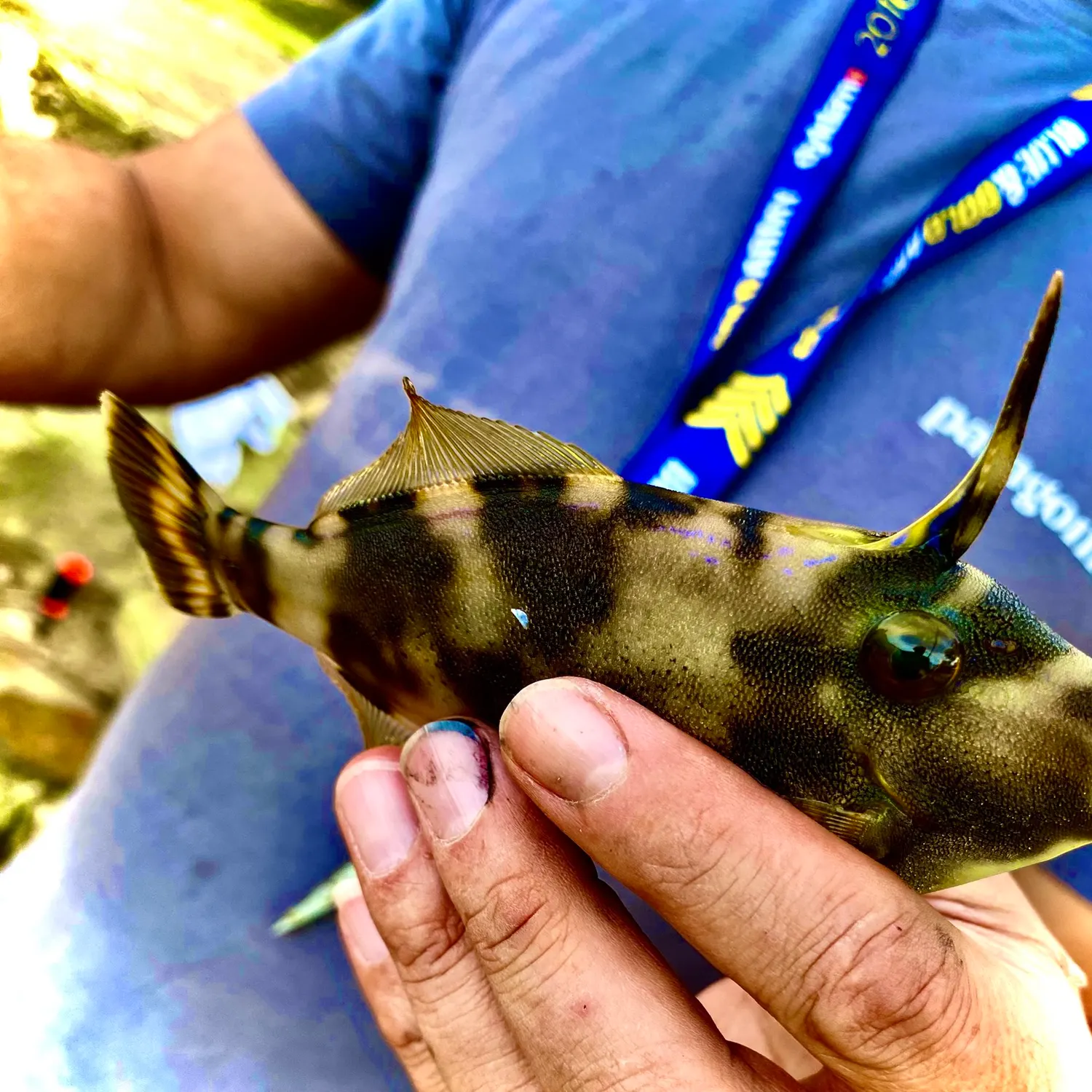 The most recent Yellowfin leatherjacket catches on Fishbrain