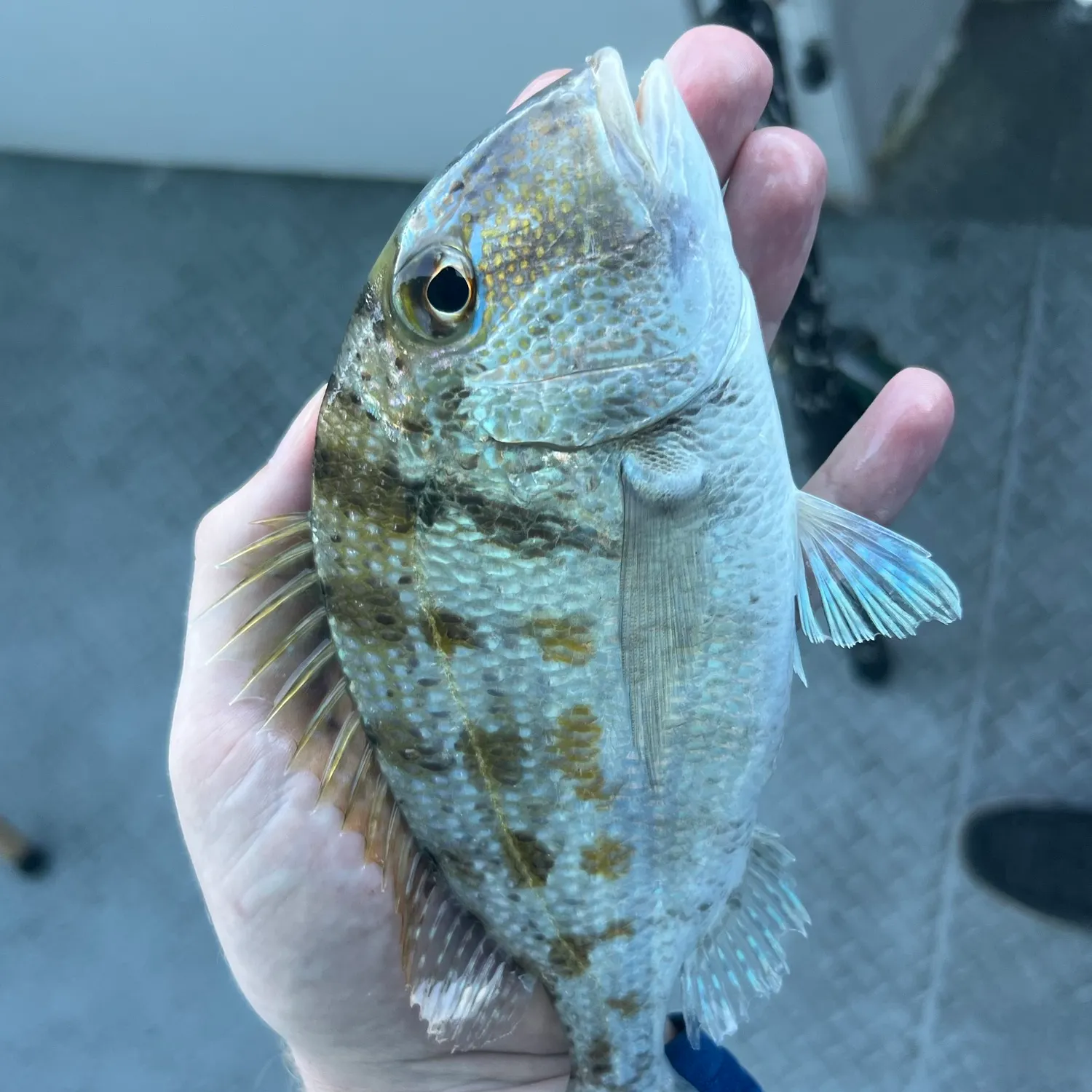 The most recent Grass porgy catches on Fishbrain