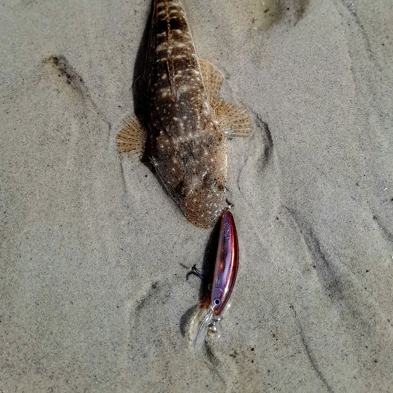 Dusky flathead caught on Fishbrain